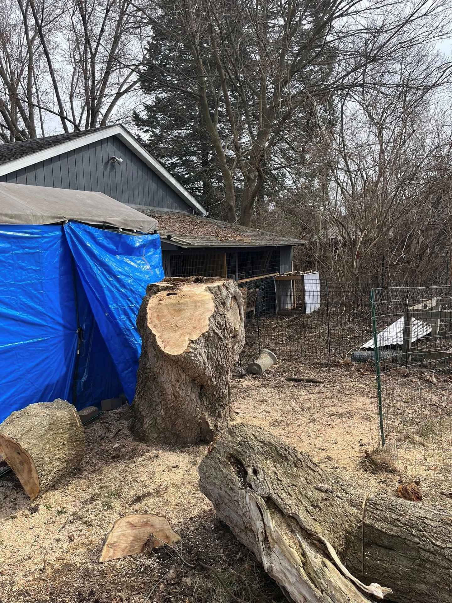 Backyard with tree stumps, fallen log, blue tarp shelter, and a small shed in winter.