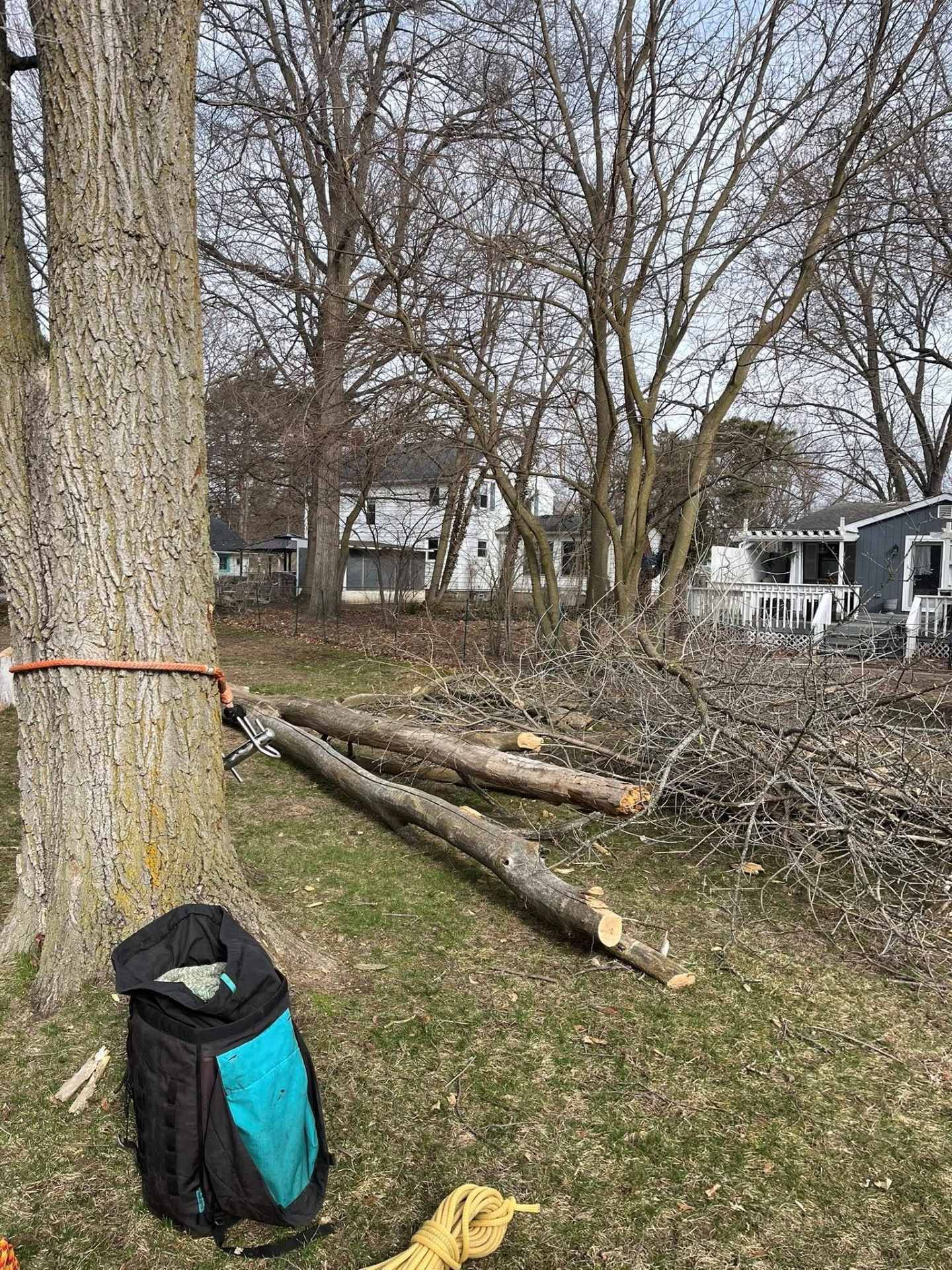 Storm-damaged yard with fallen trees, a backpack, and a yellow glove near a large tree trunk