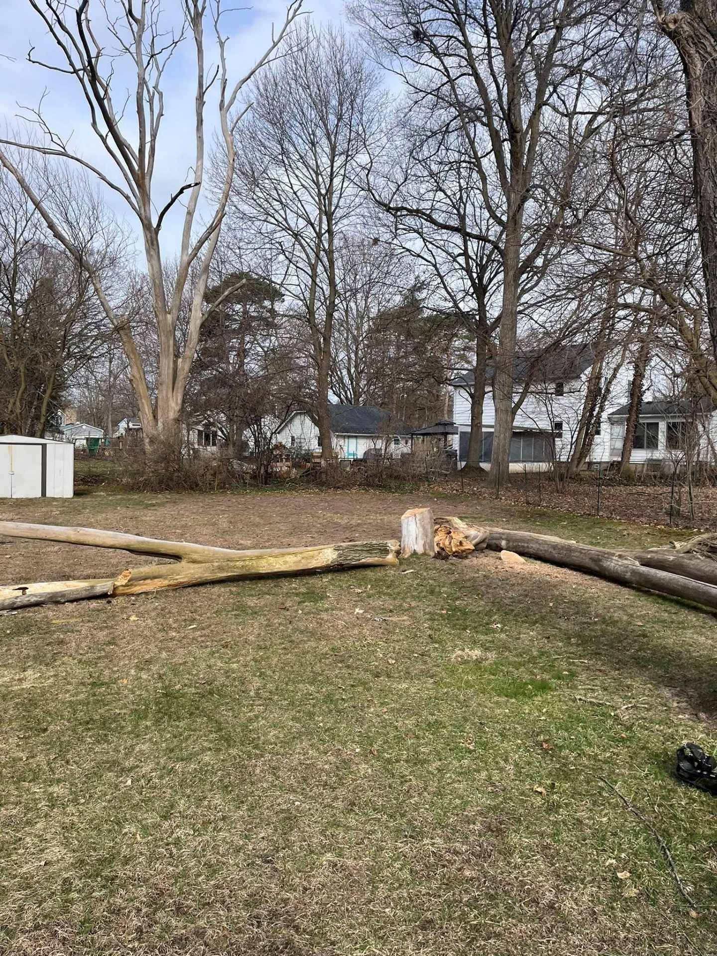 Yard with fallen tree trunks and bare winter trees behind a grassy lawn