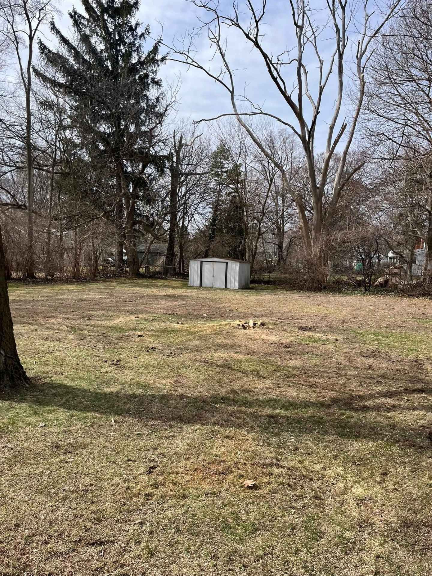 Leafy yard with bare trees and a small white shed in the background