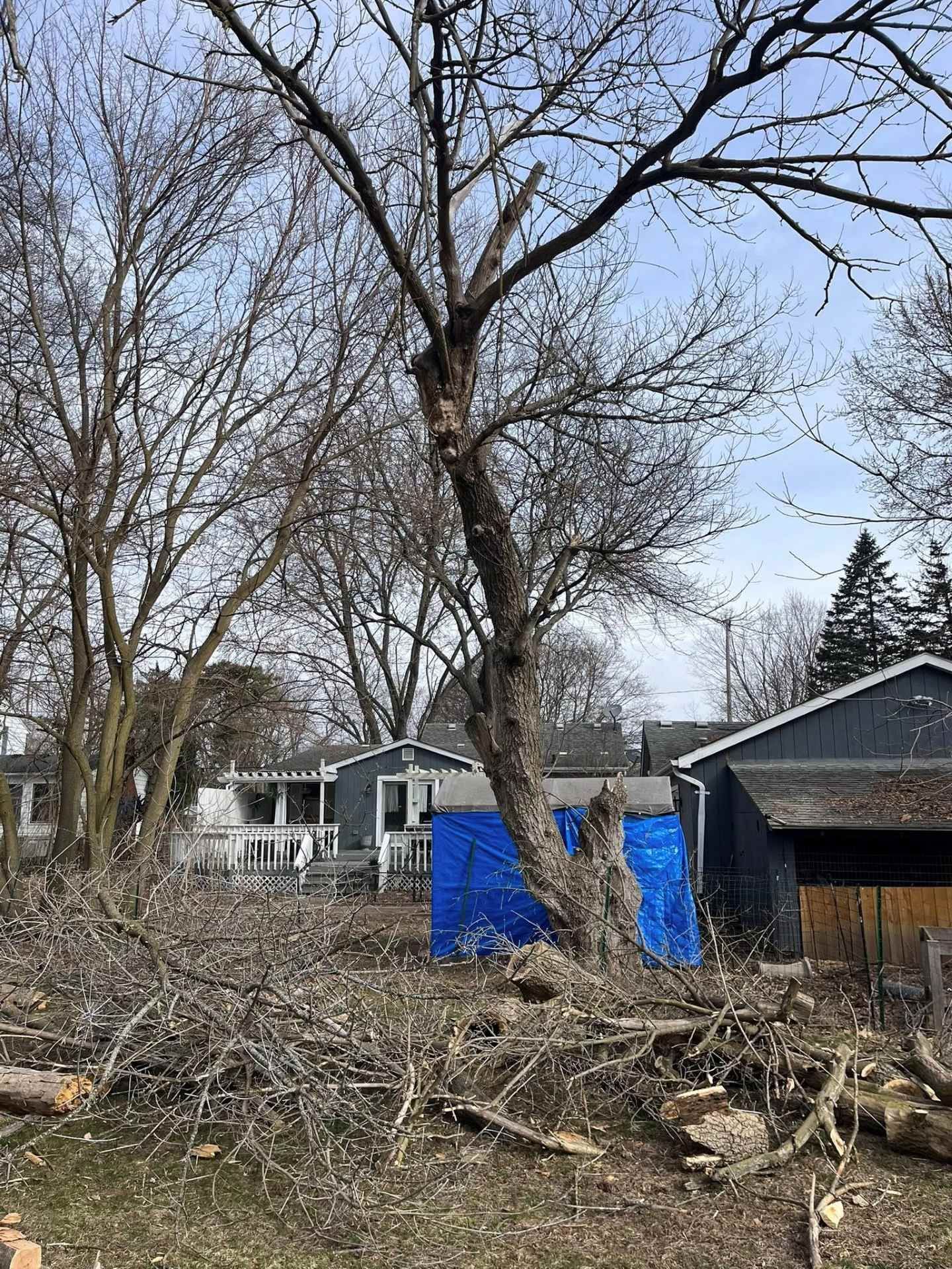 Backyard with leafless trees, brush piles, blue tarp, and a house in the background
