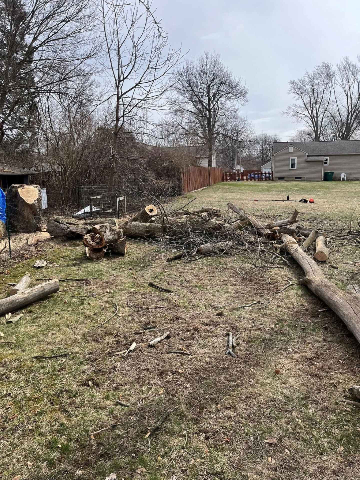 Backyard with felled logs and branches near a small shed, leafless trees, and a house in the distance