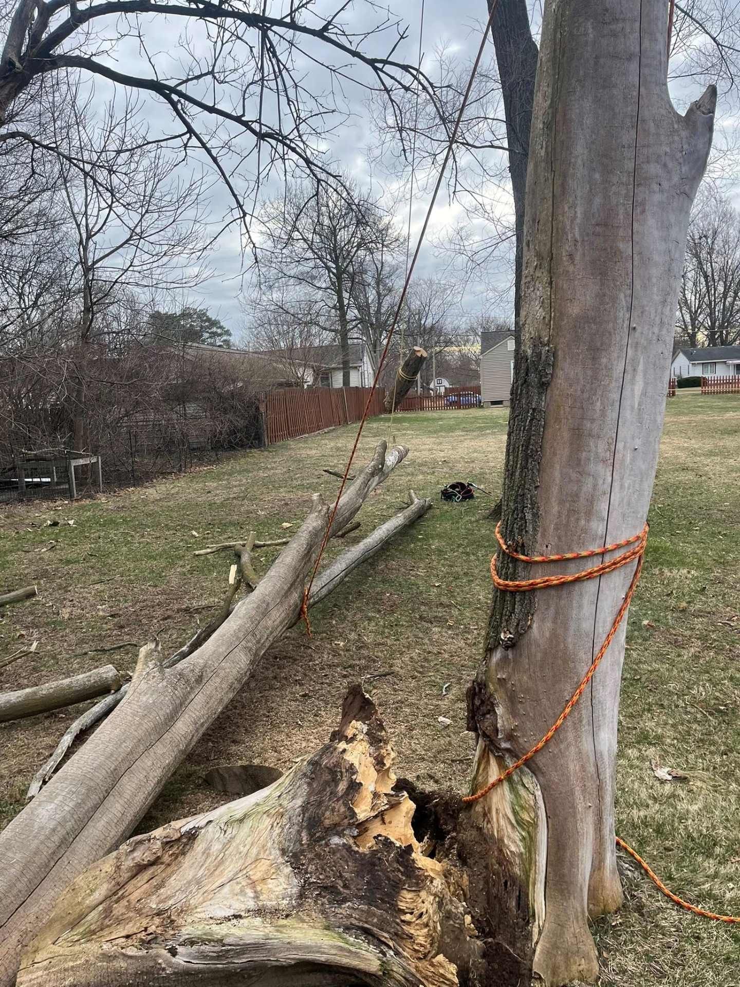 Broken tree stump tied to a pole with an orange rope in a grassy yard under bare branches