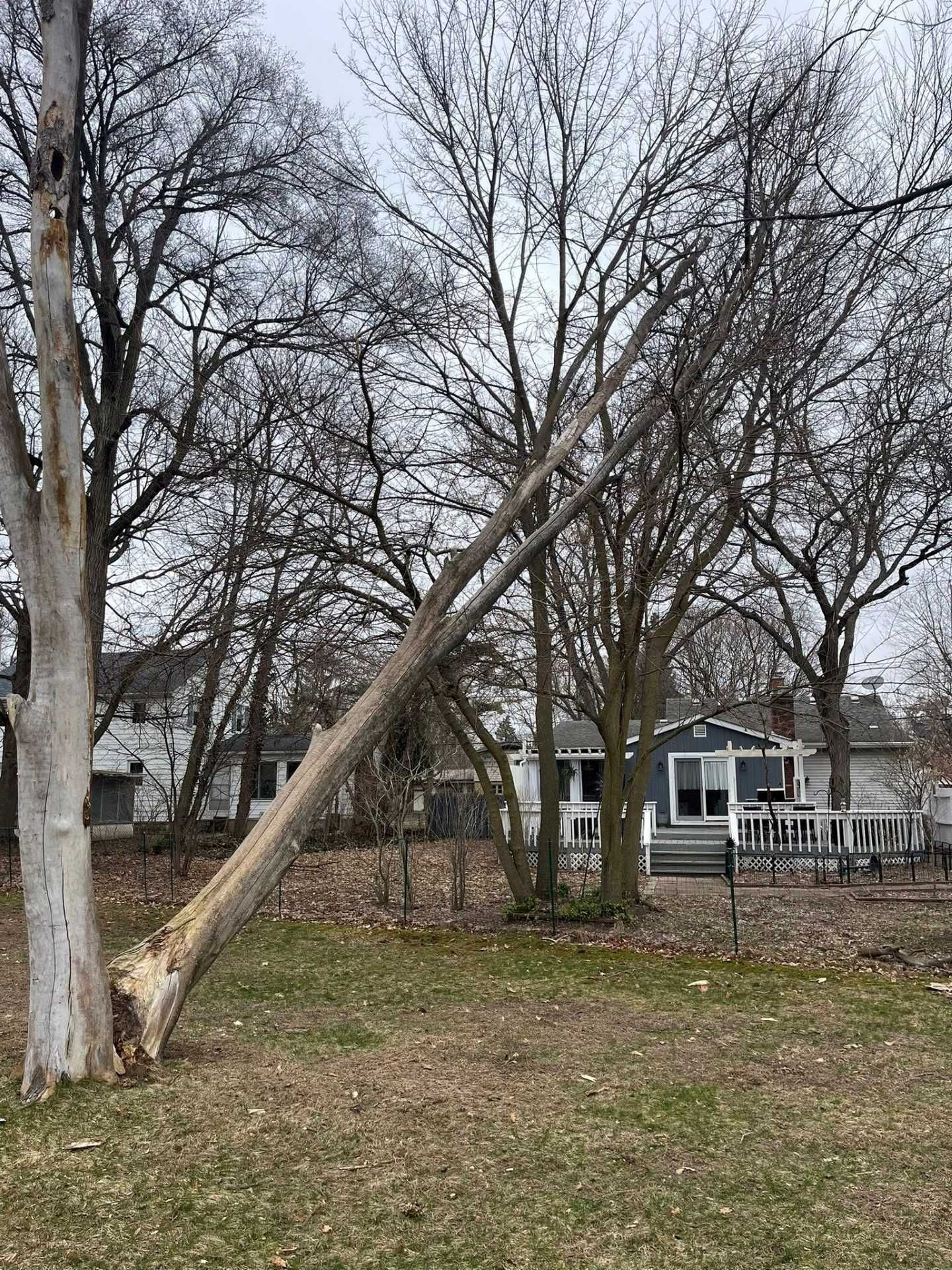 Leaning tree in a yard with bare branches, near a white house and porch in winter.
