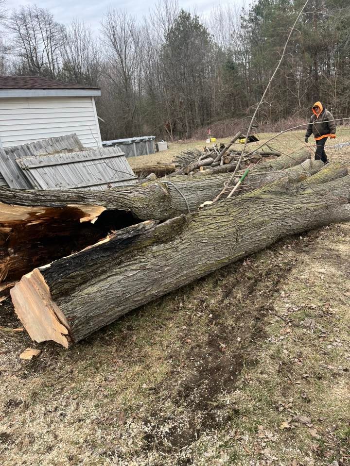 Large fallen tree trunk being cut near a house, with a person in orange safety gear nearby.
