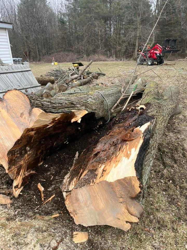 Split tree trunk and fallen logs in a yard, with a person in a red jacket near the woods in the background