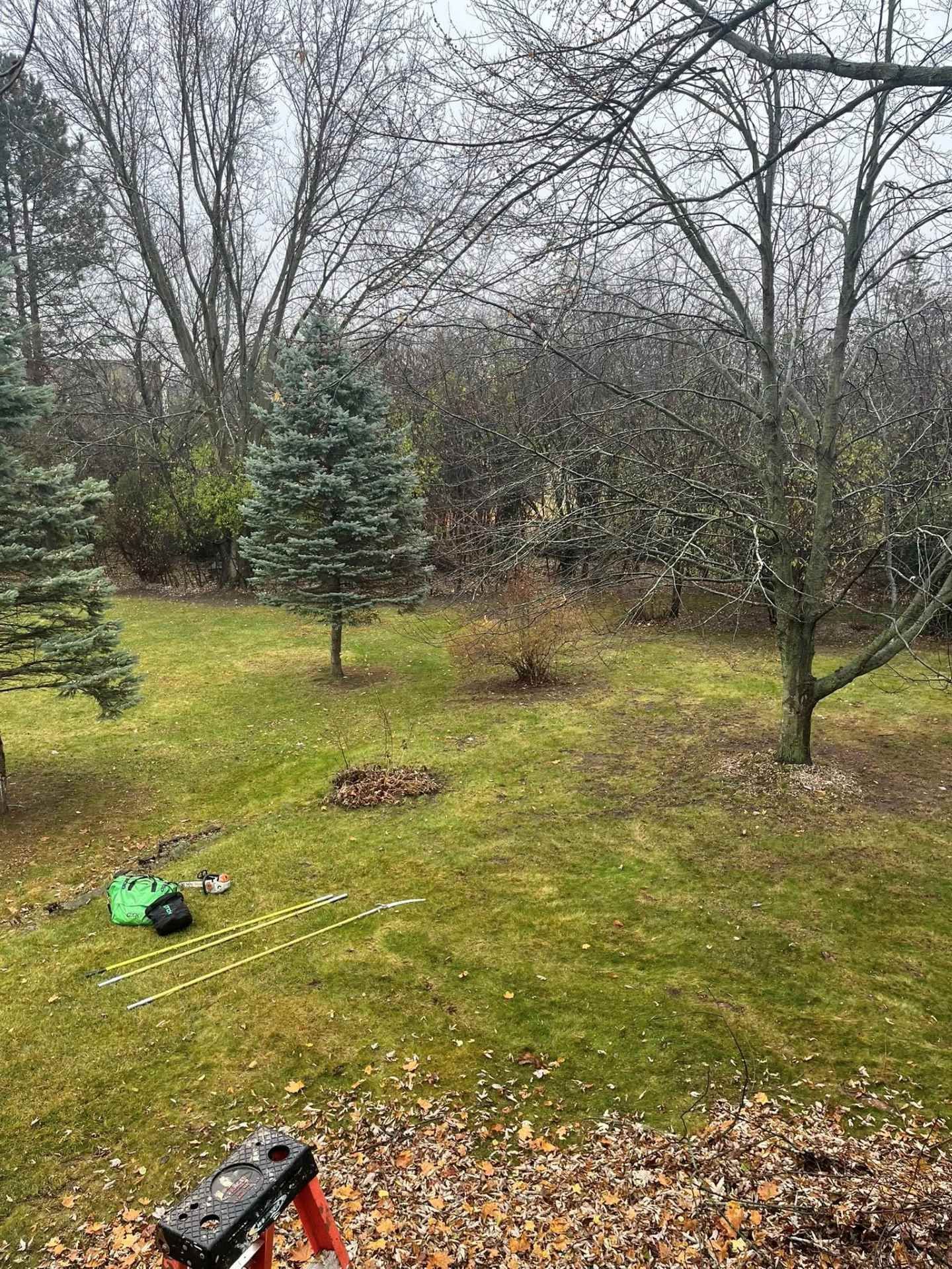 Leafy backyard with bare trees, a small evergreen, and garden tools on the grass in overcast weather