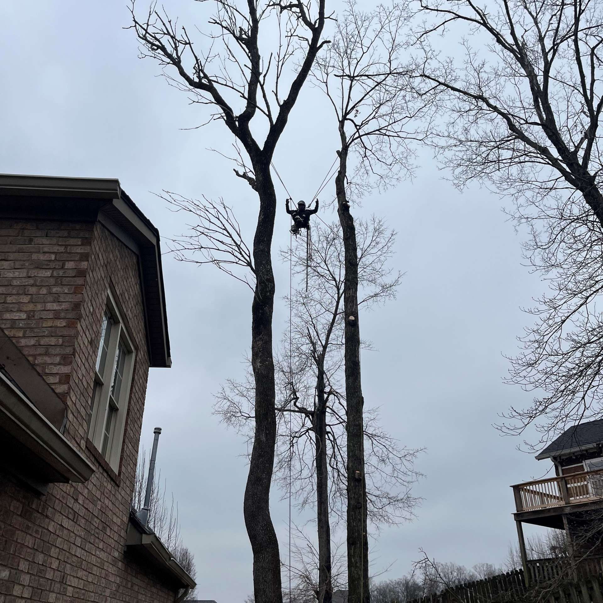 Bare winter trees beside brick buildings, with a person high in a tree among the branches