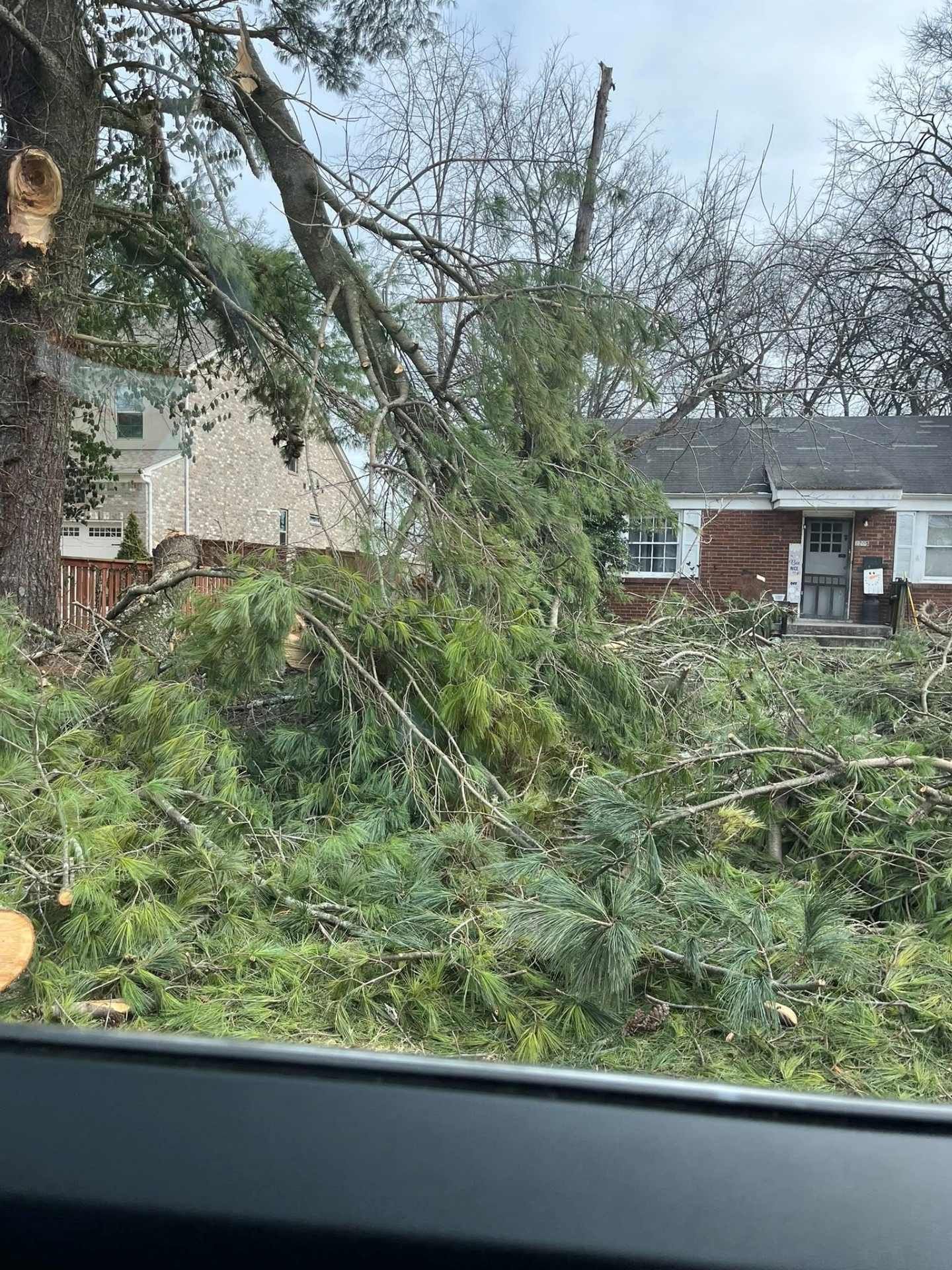 Uprooted tree branches blocking a suburban street, viewed from inside a car in wet, overcast weather