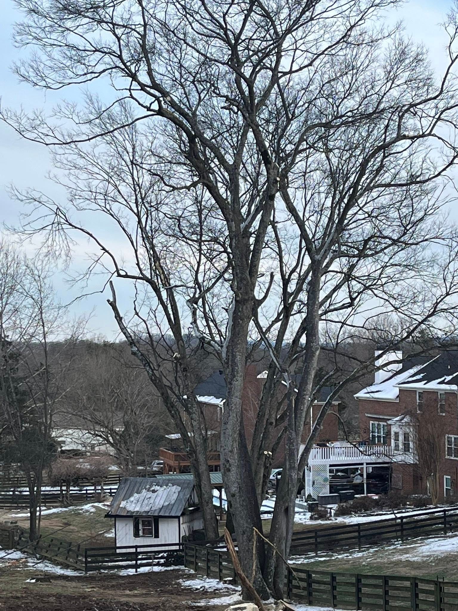 Leafless trees in a snowy yard with houses and a small shed in the background