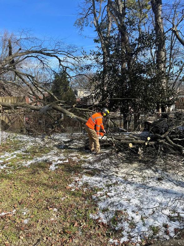 Person in an orange jacket clearing fallen tree branches in a snowy yard on a sunny day