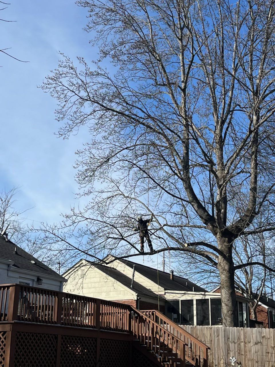 Person standing on a roof beside a large tree in a suburban backyard under a blue sky
