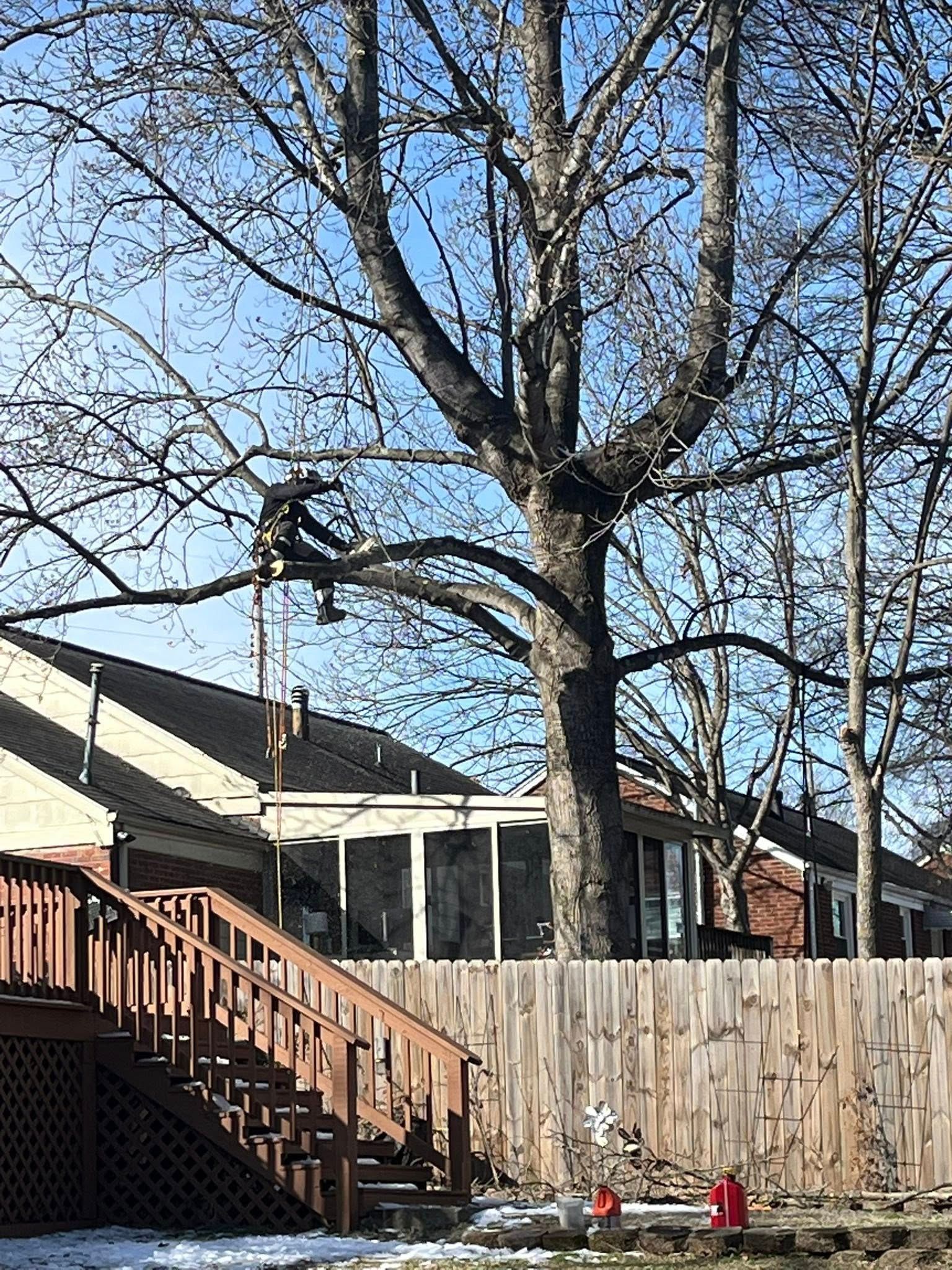 Backyard with leafless tree, wooden fence, stairs, and a red object near the fence on a sunny day
