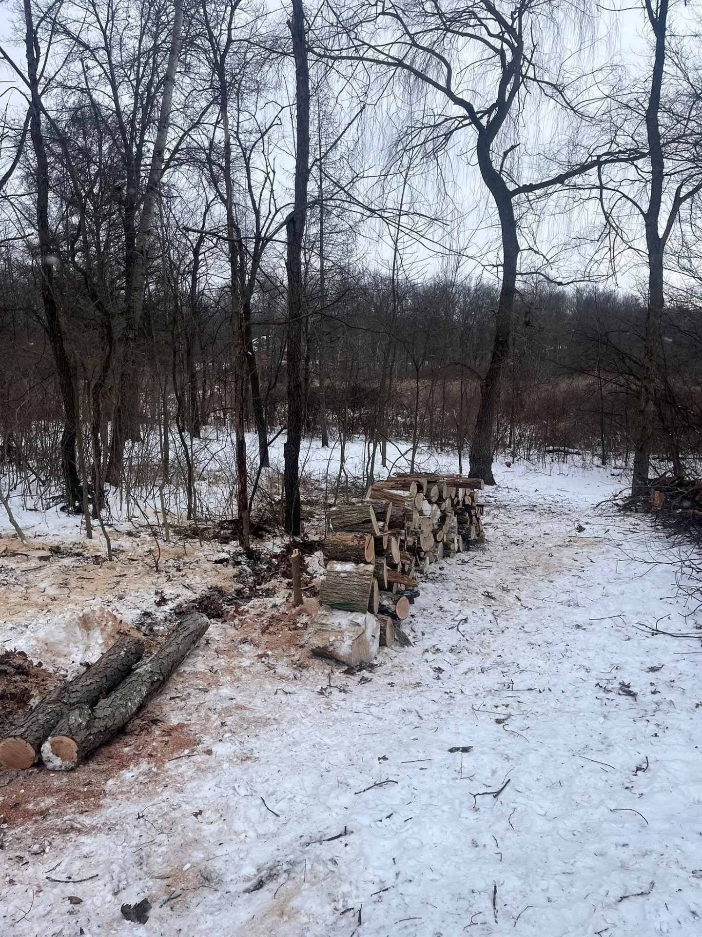 Snowy wooded path with a low stone wall and logs in a bare winter forest