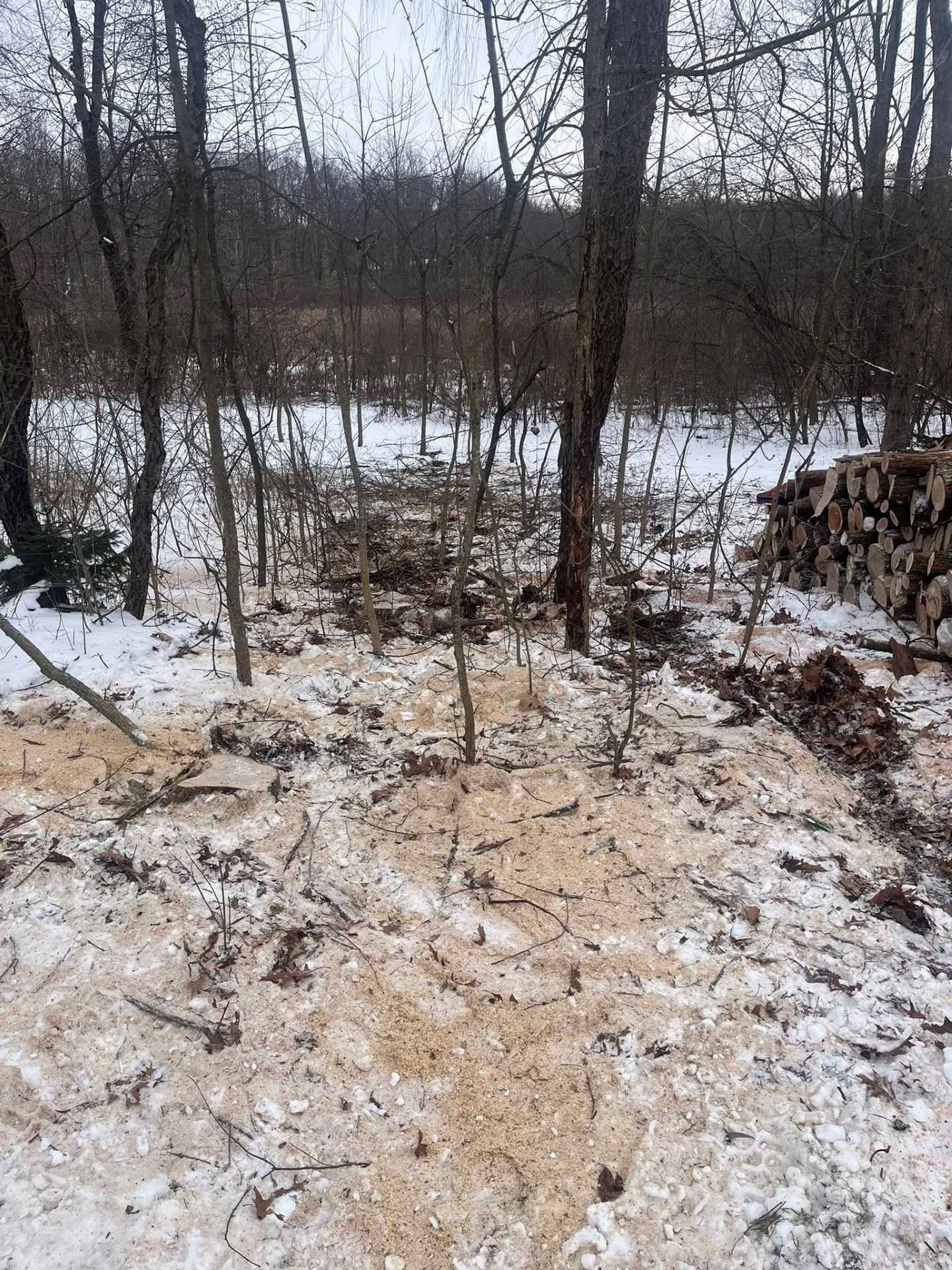 Snowy forest trail with muddy path and bare trees in winter