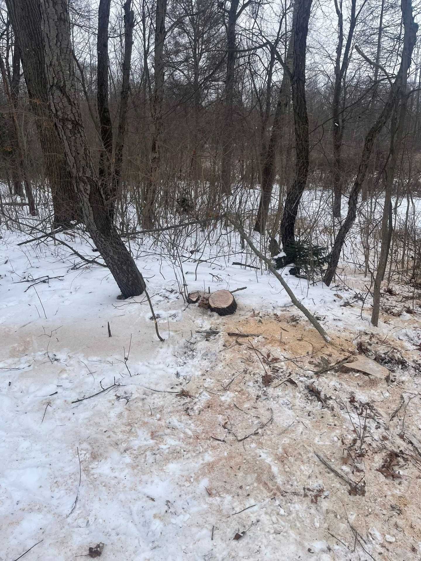 Snowy wooded trail with a tree stump and fallen branches in a leafless forest