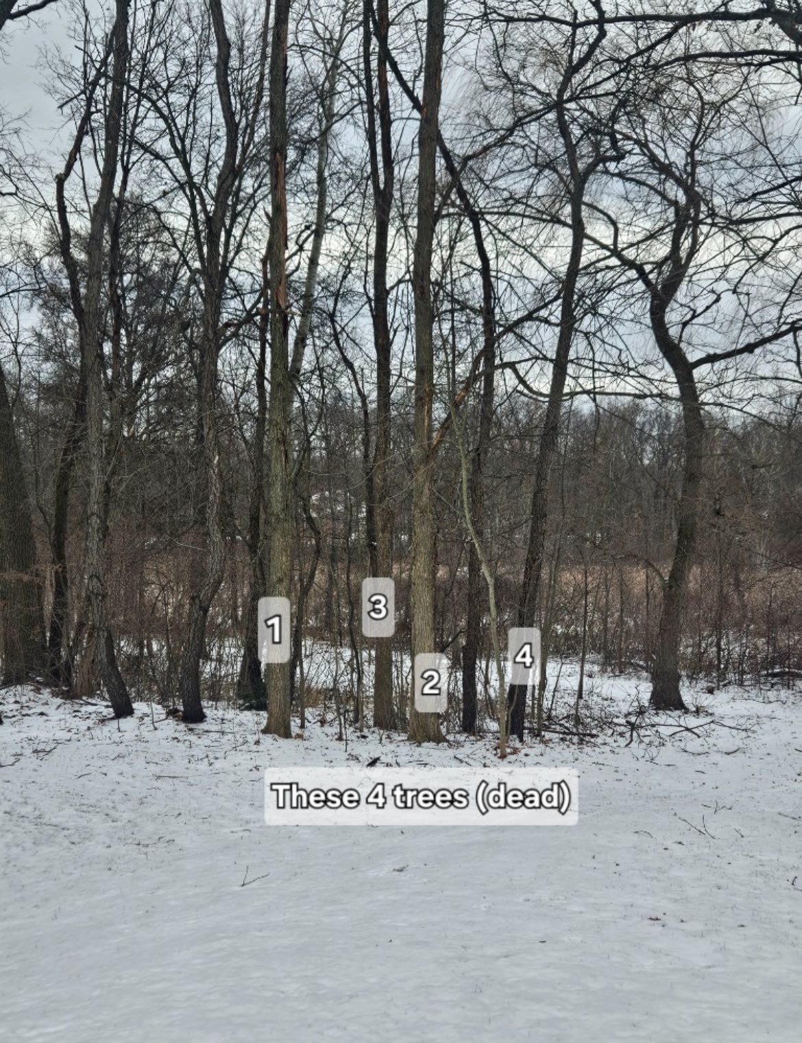 Three numbered signposts beside leafless trees in a snowy woodland trail.