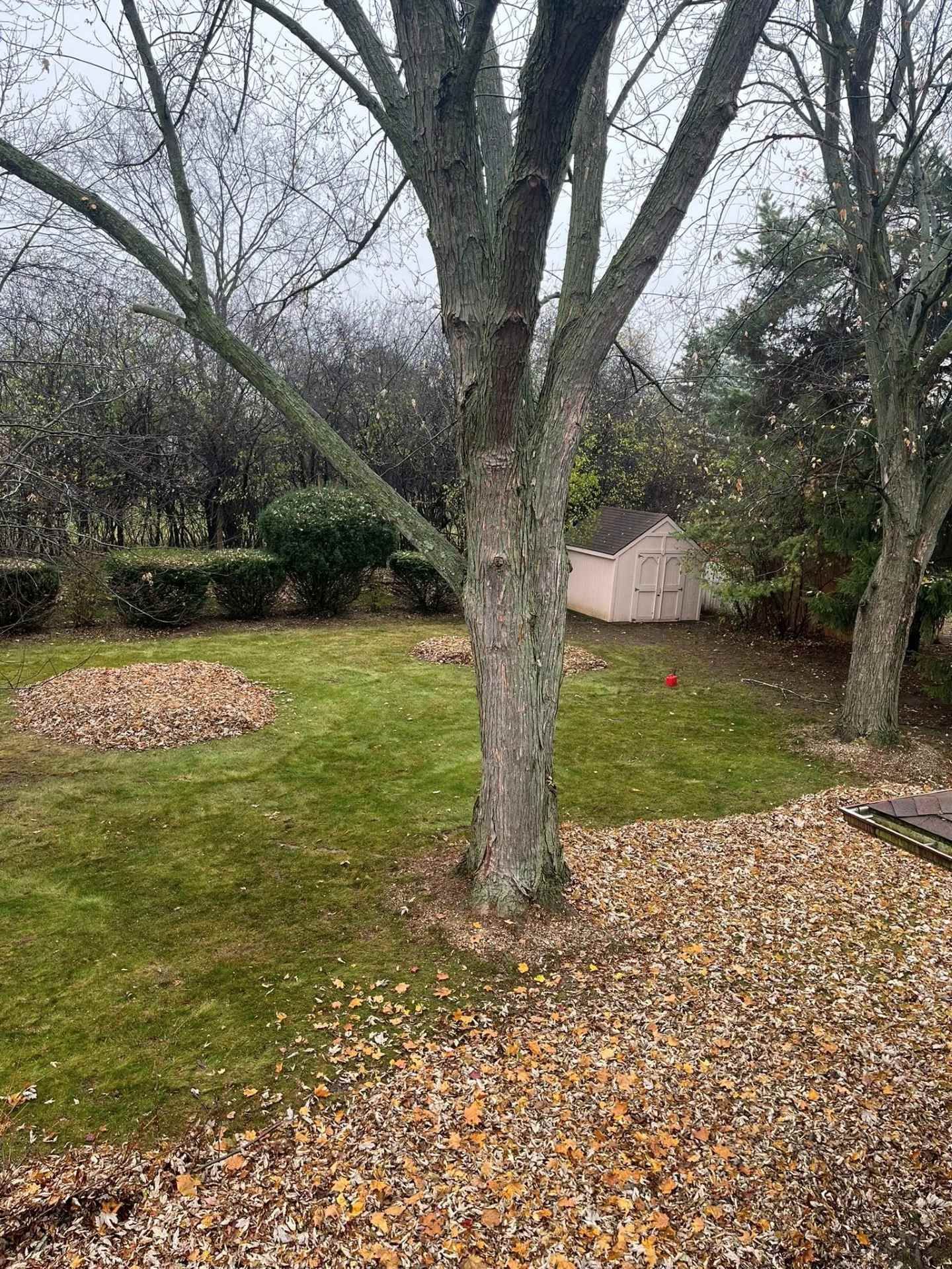 Leaf-covered backyard with bare trees, green grass, and a small shed in the distance.