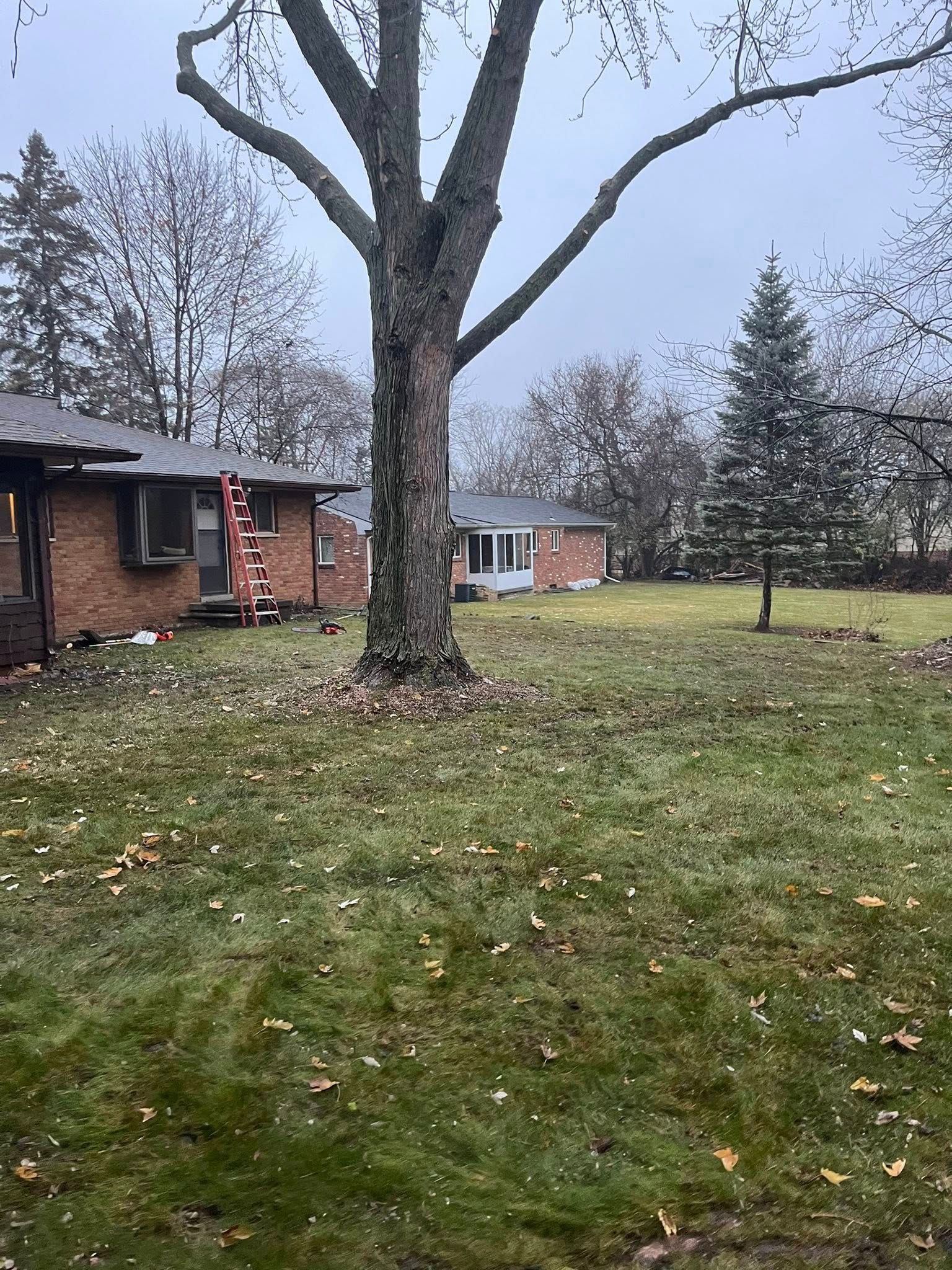 Leafless tree in a grassy yard beside a brick house on a gray, overcast day.