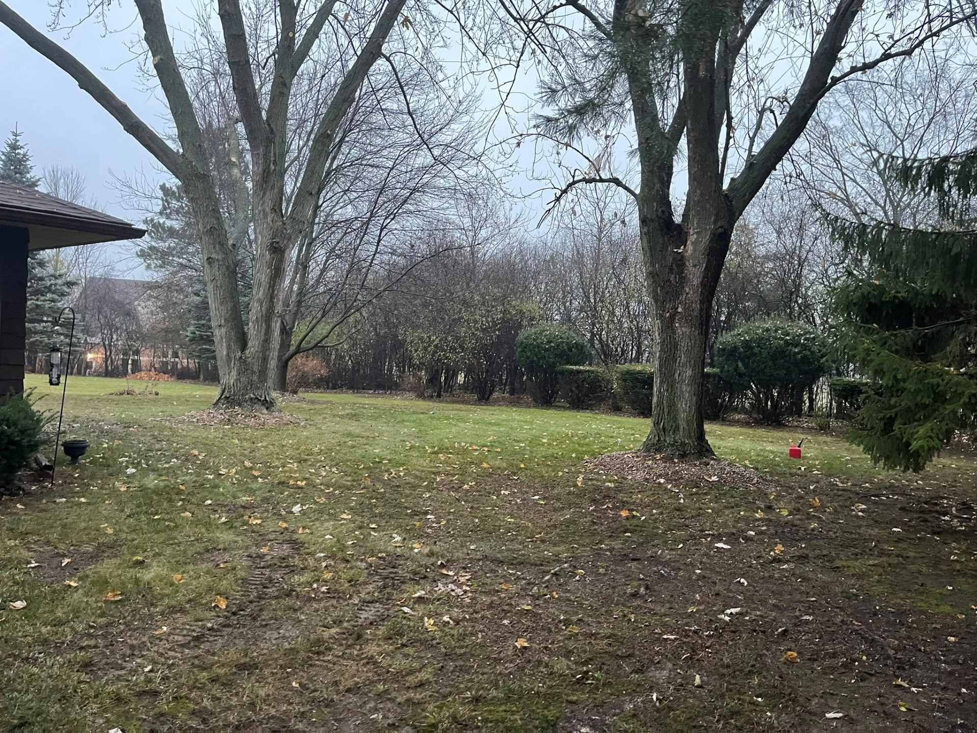 Leafless trees in a backyard with a grassy, leaf-strewn lawn and a house at left