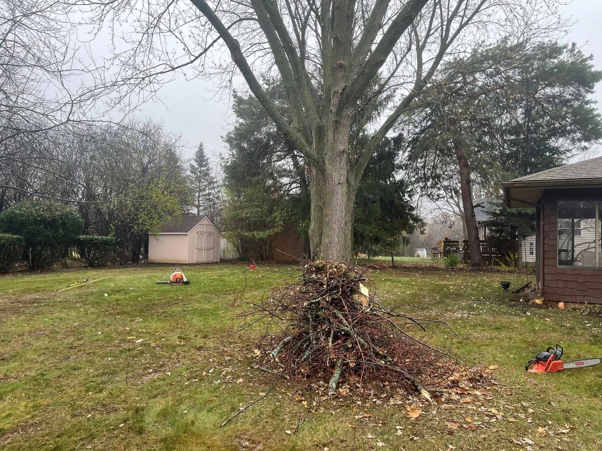 Backyard with a large tree and a pile of leaves, with sheds and scattered yard tools in the background