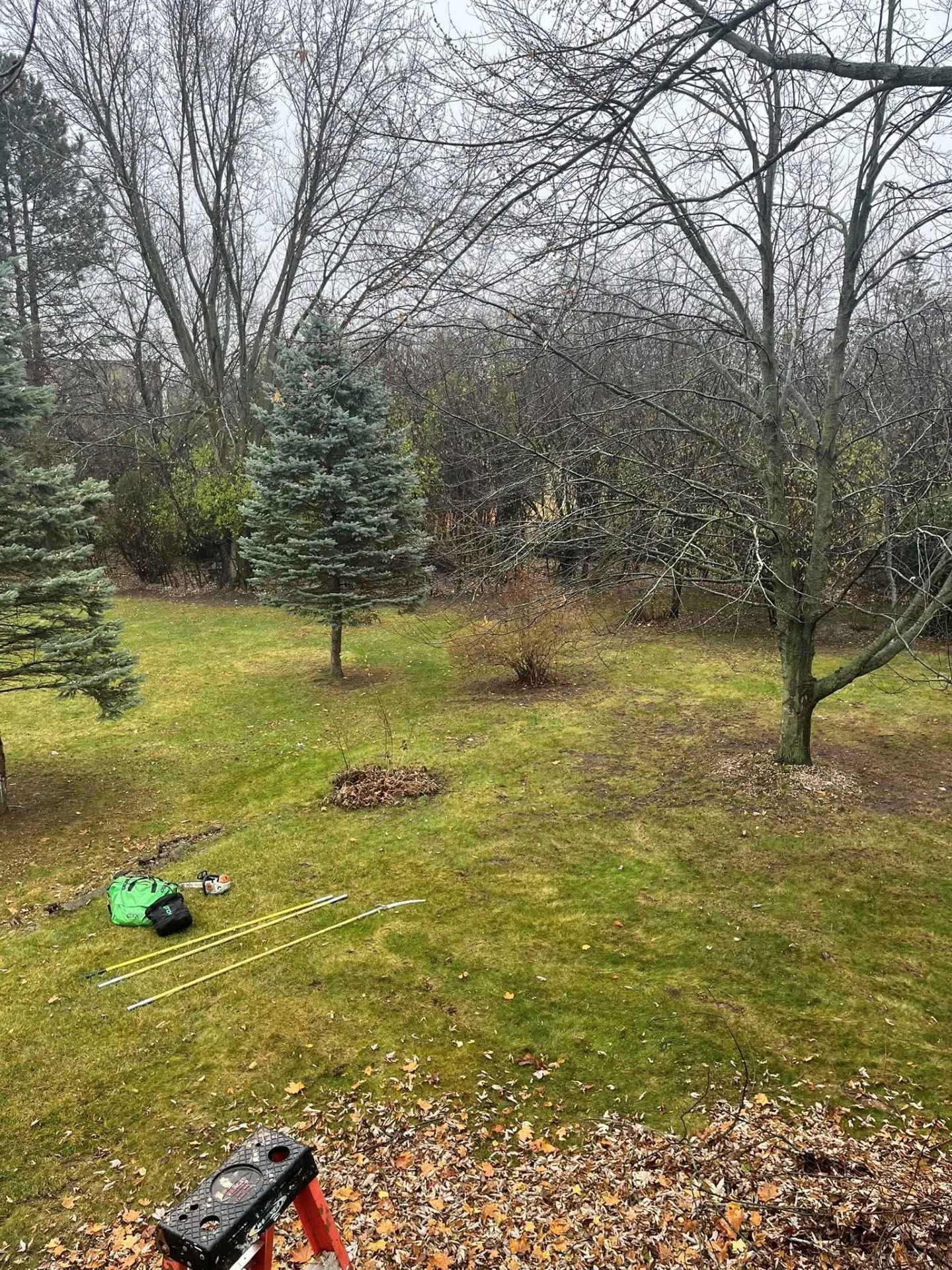 Grassy backyard with trees and garden tools on the ground under a cloudy sky