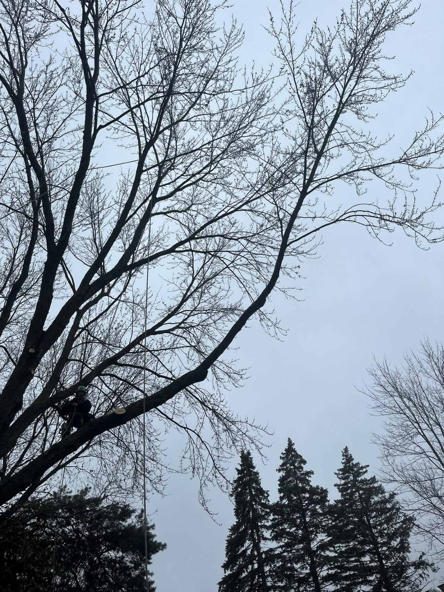 Bare tree branches against a gray sky, with dark evergreen trees below