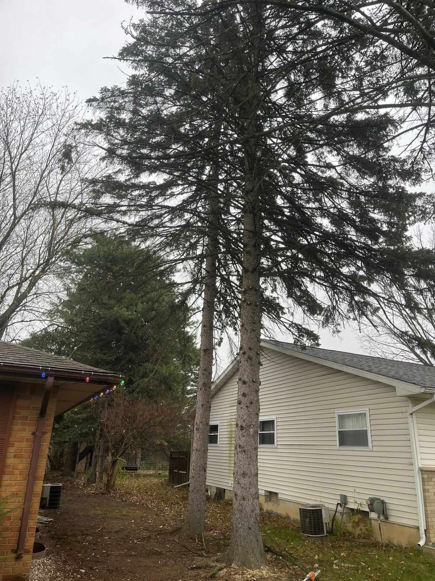 Backyard with a tall pine tree beside a beige house and a wooden shed under an overcast sky