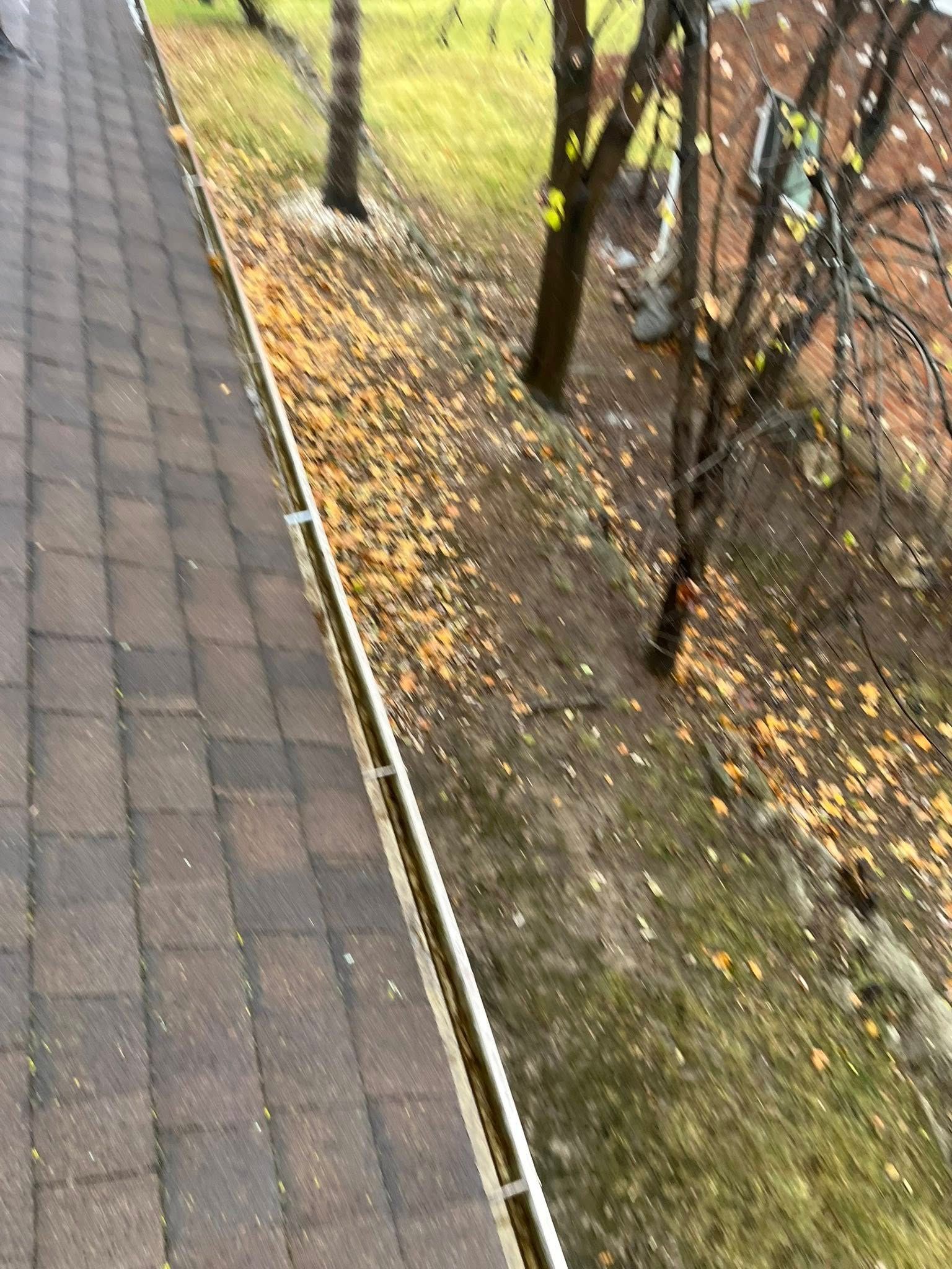 Rain-soaked walkway beside a row of bare trees and leaf-covered ground