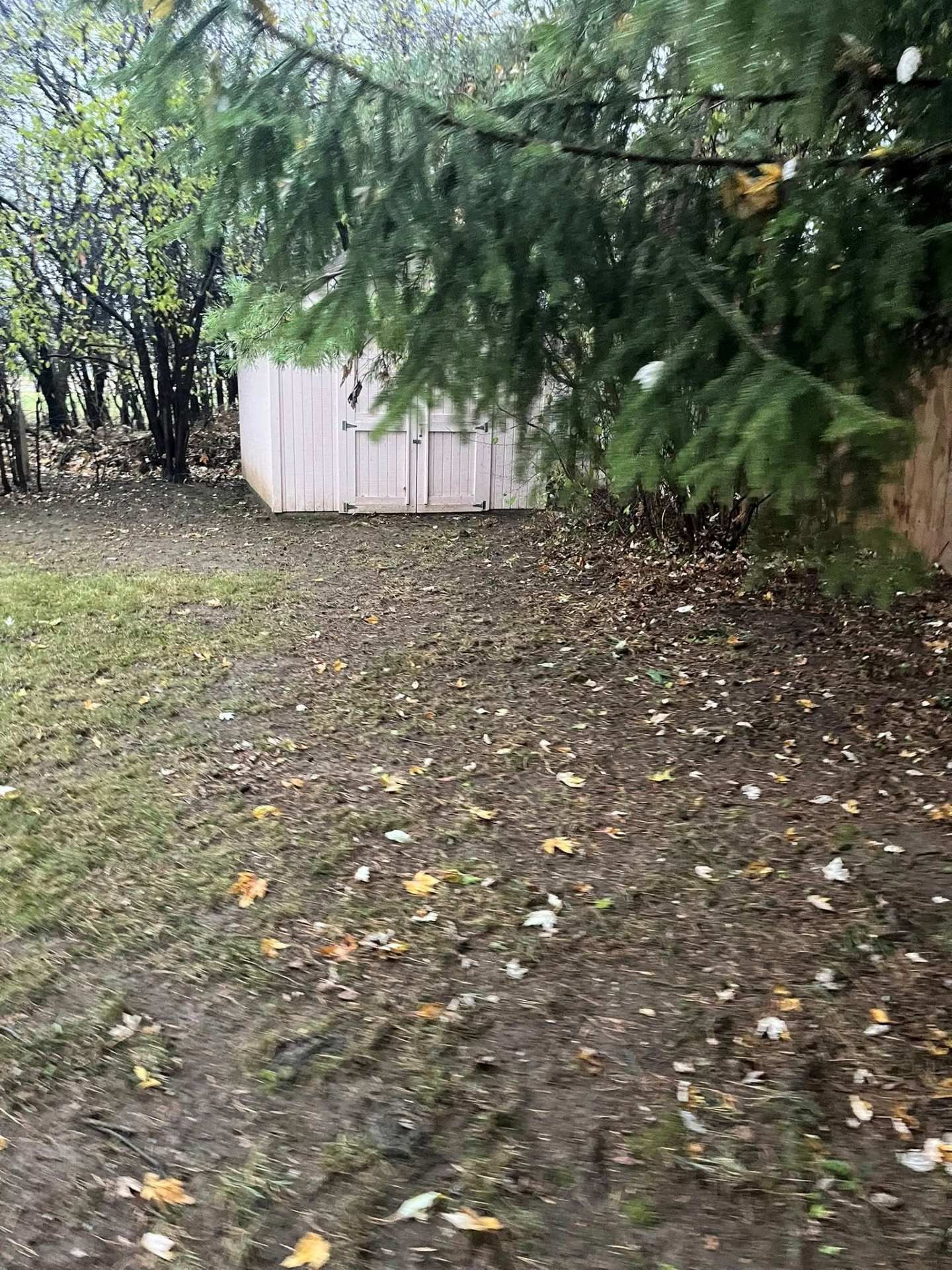 Leafy backyard with a small white shed, muddy ground, and overhanging evergreen branches