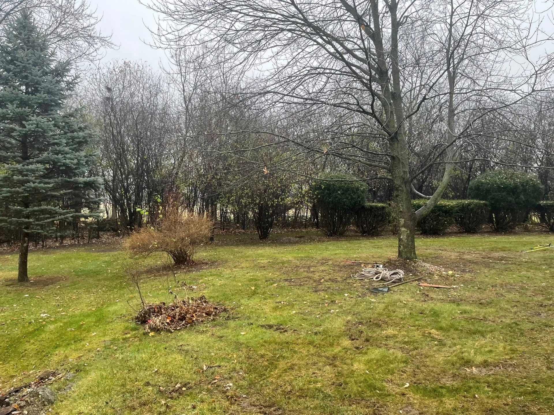 Leafy backyard with bare trees, evergreen shrubs, and small piles of fallen leaves on grass.