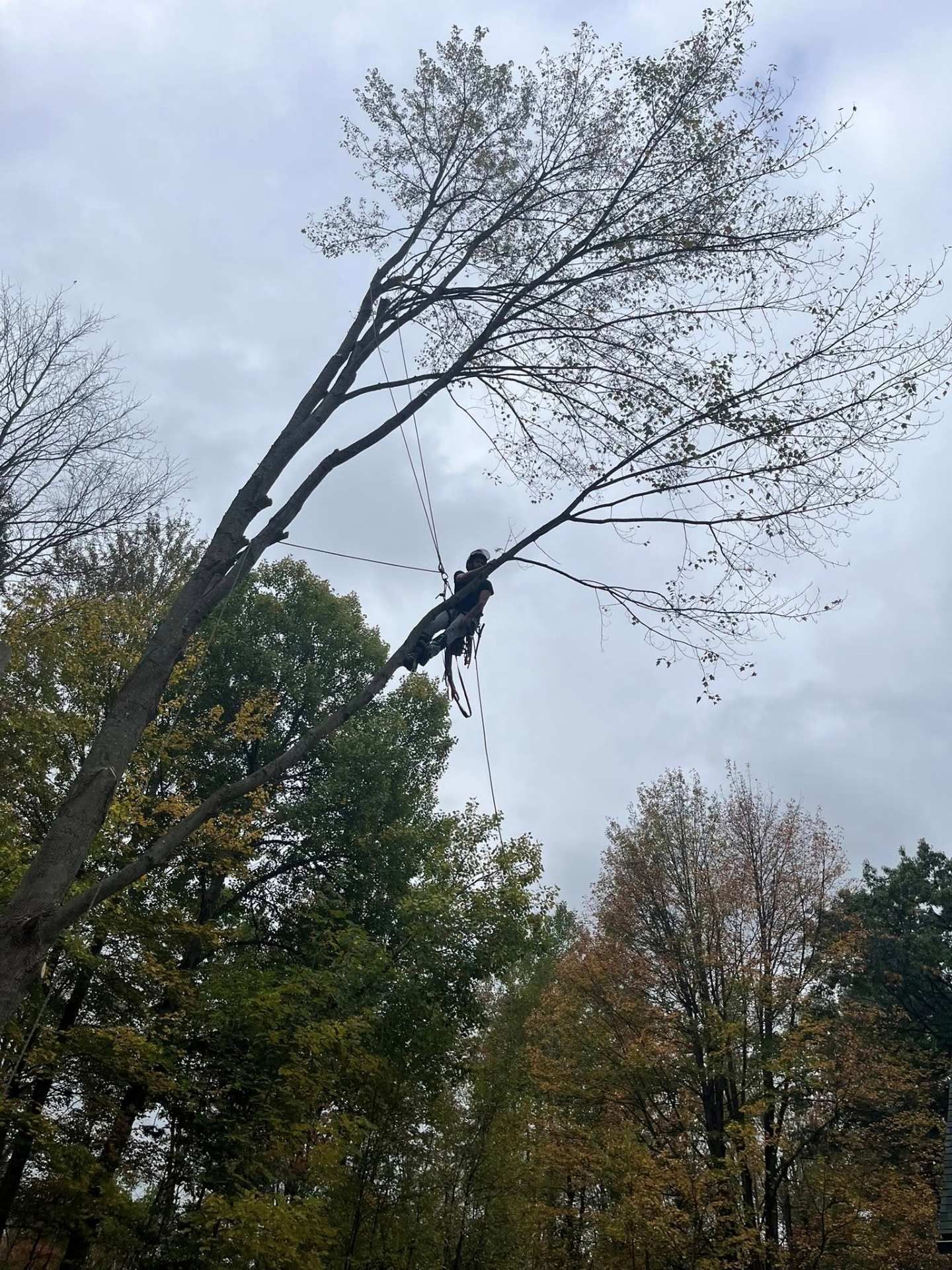 Person climbing a tall tree with ropes in an autumn forest under a cloudy sky