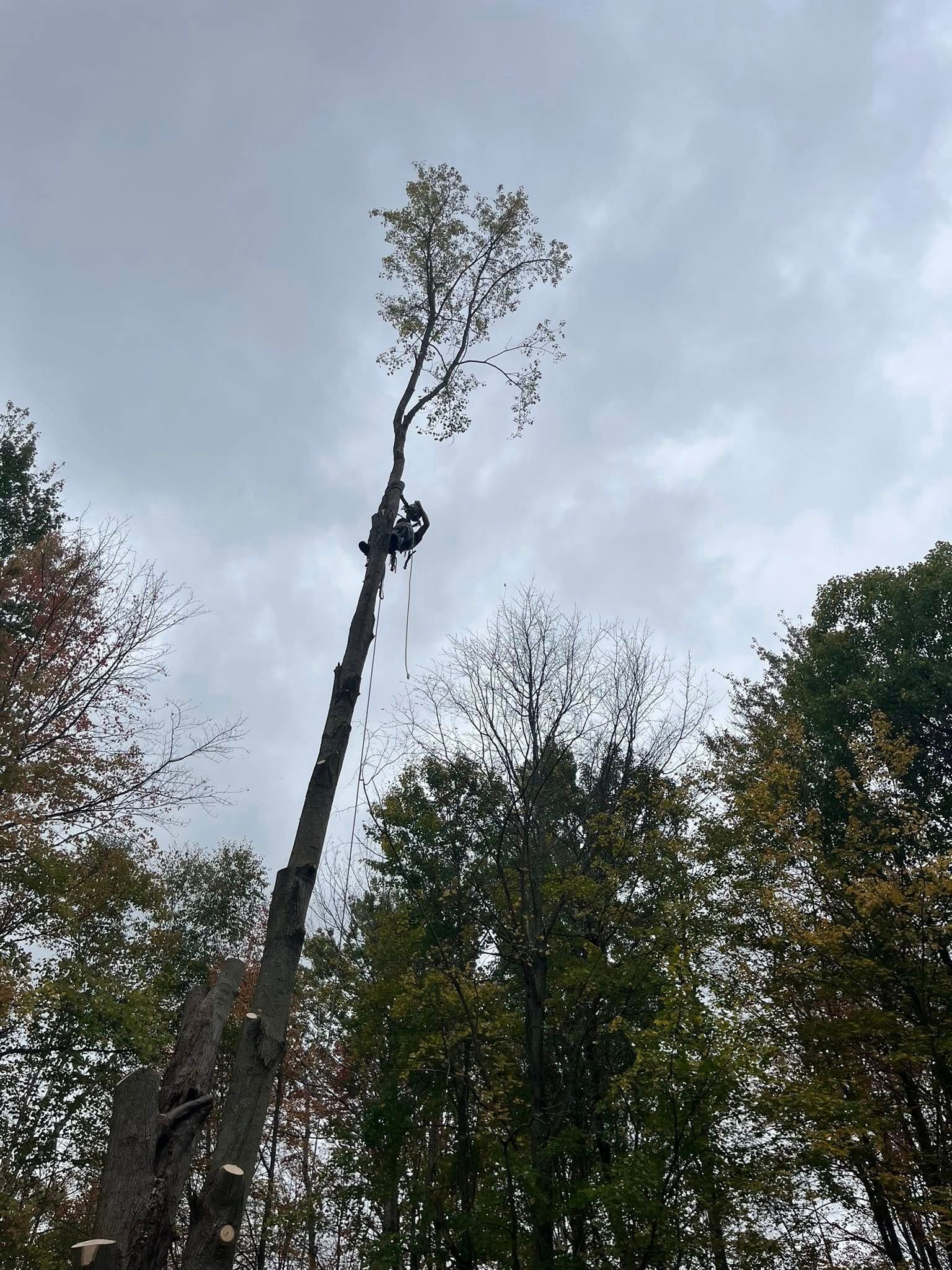 Tall tree trunk with a small leafy crown towering above a forest canopy under a cloudy sky