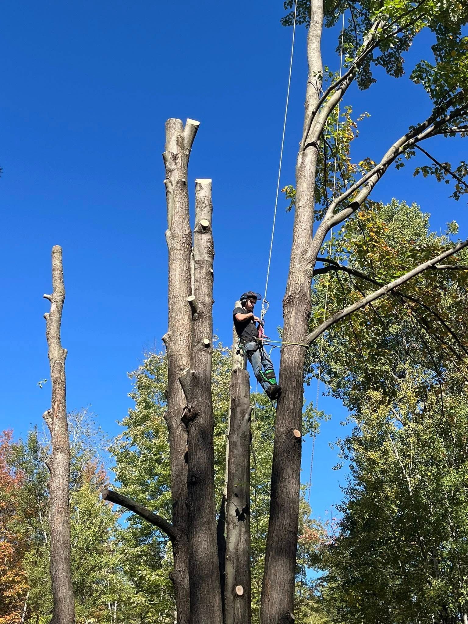 Worker on a tall tree stump using a rope saw against a clear blue sky
