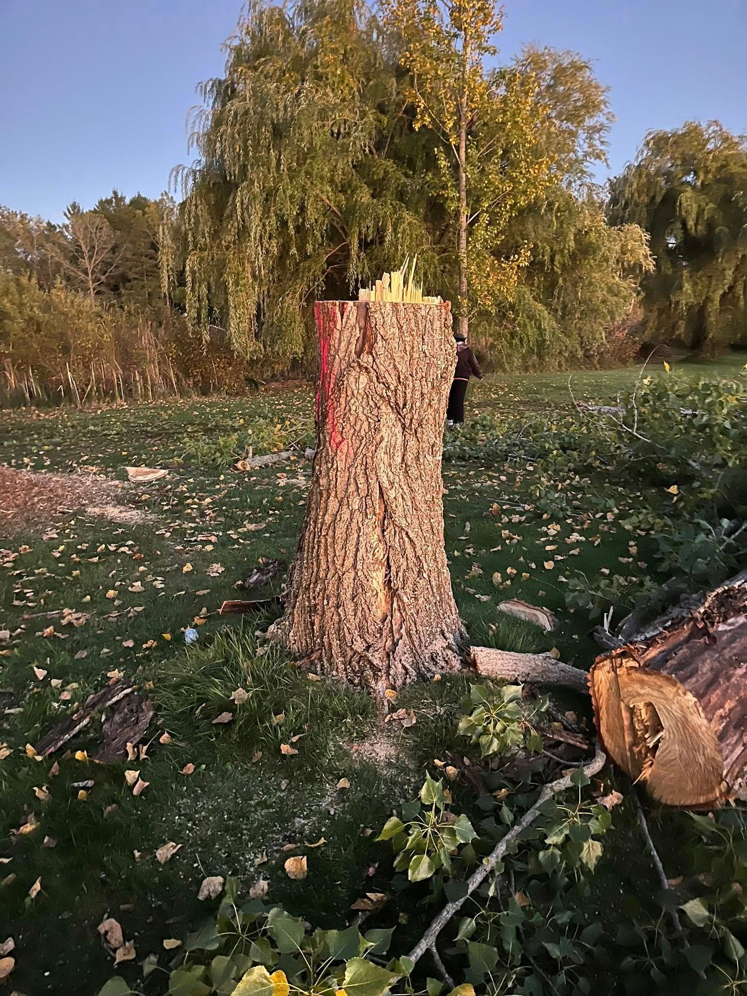 Freshly cut tree stump in a grassy orchard at sunset, with a fallen log beside it