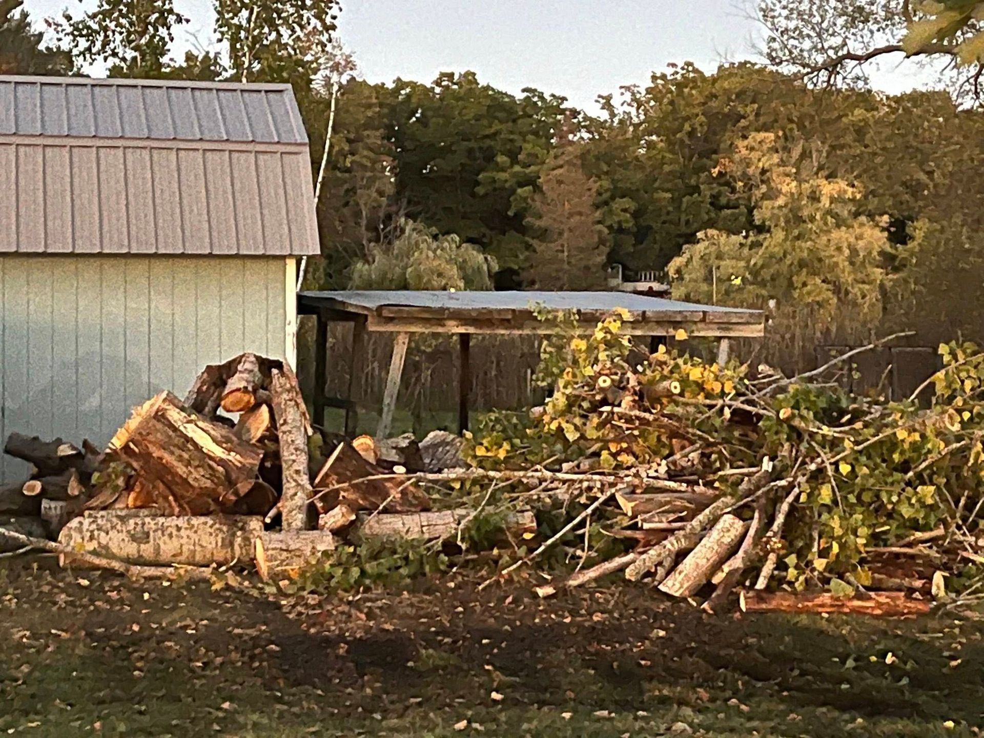 Yard with stacked firewood and logs beside a small shed under trees at sunset