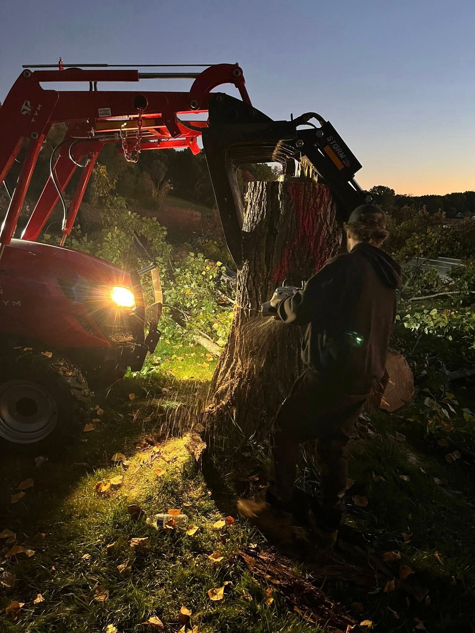 Person spraying water from a grape harvester into a bin at dusk in a vineyard