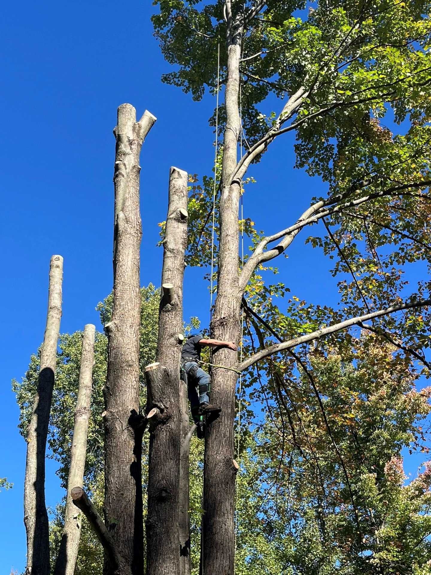 Tall pruned tree trunks and branches against a bright blue sky with green leaves in the background