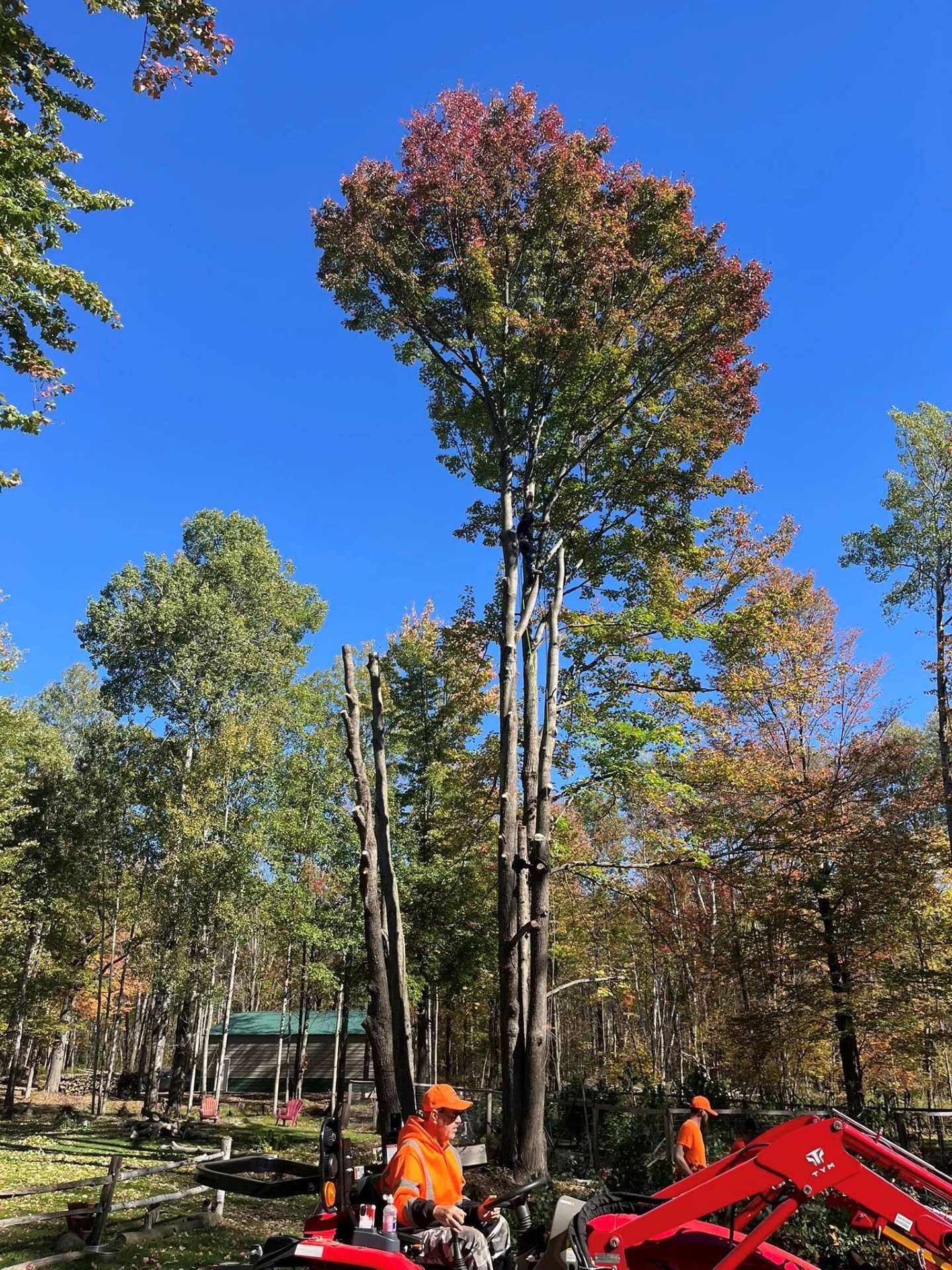 Workers with a red excavator near tall trees in a wooded area under a bright blue sky