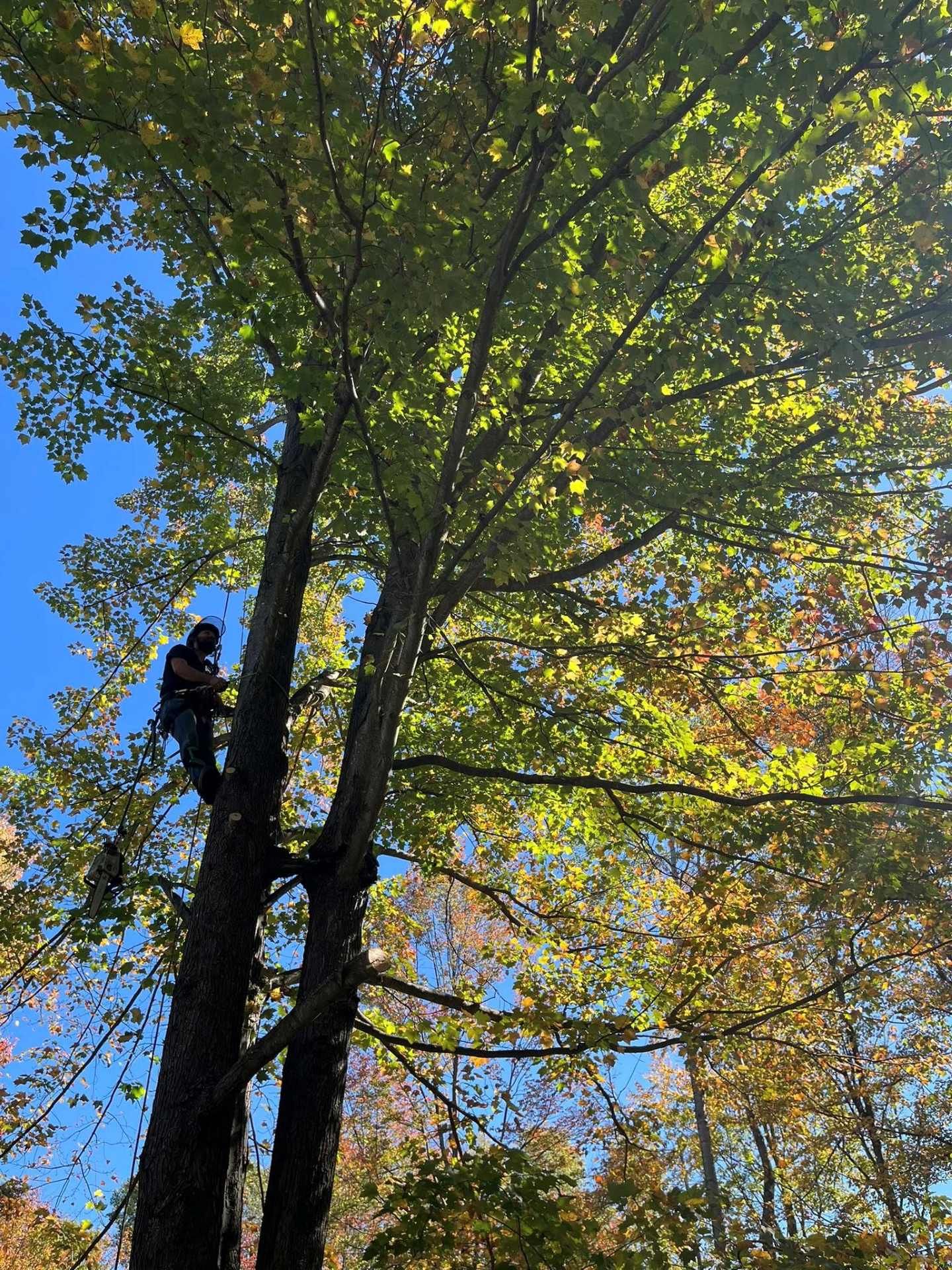 Tall trees with green leaves against a bright blue sky, with a person climbing one trunk
