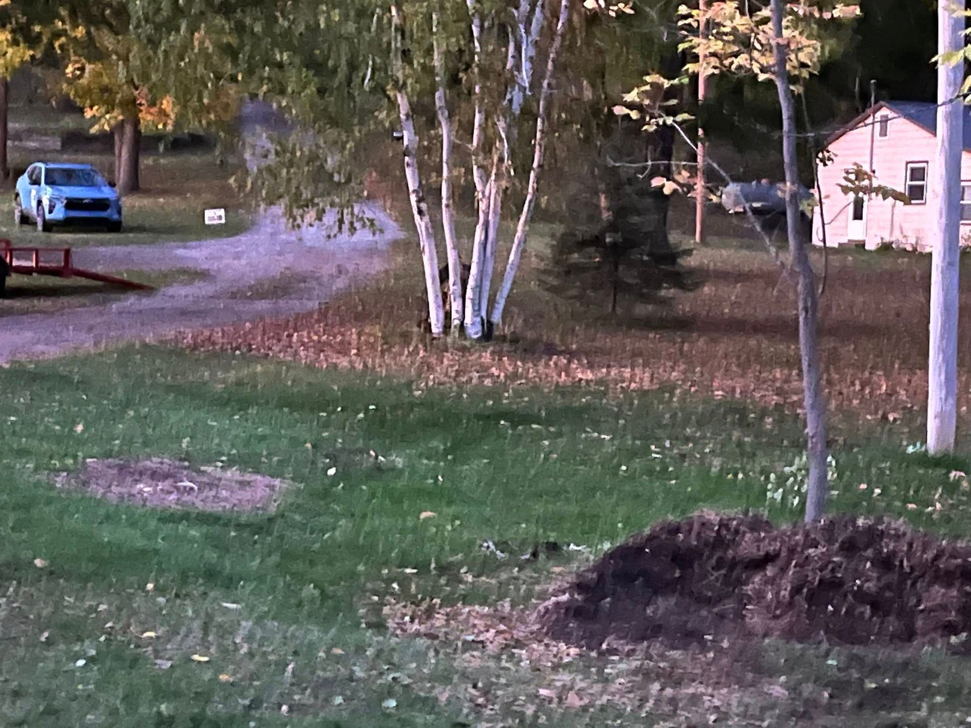 Rural yard with birch trees, grass, parked blue car, and a small house in the background