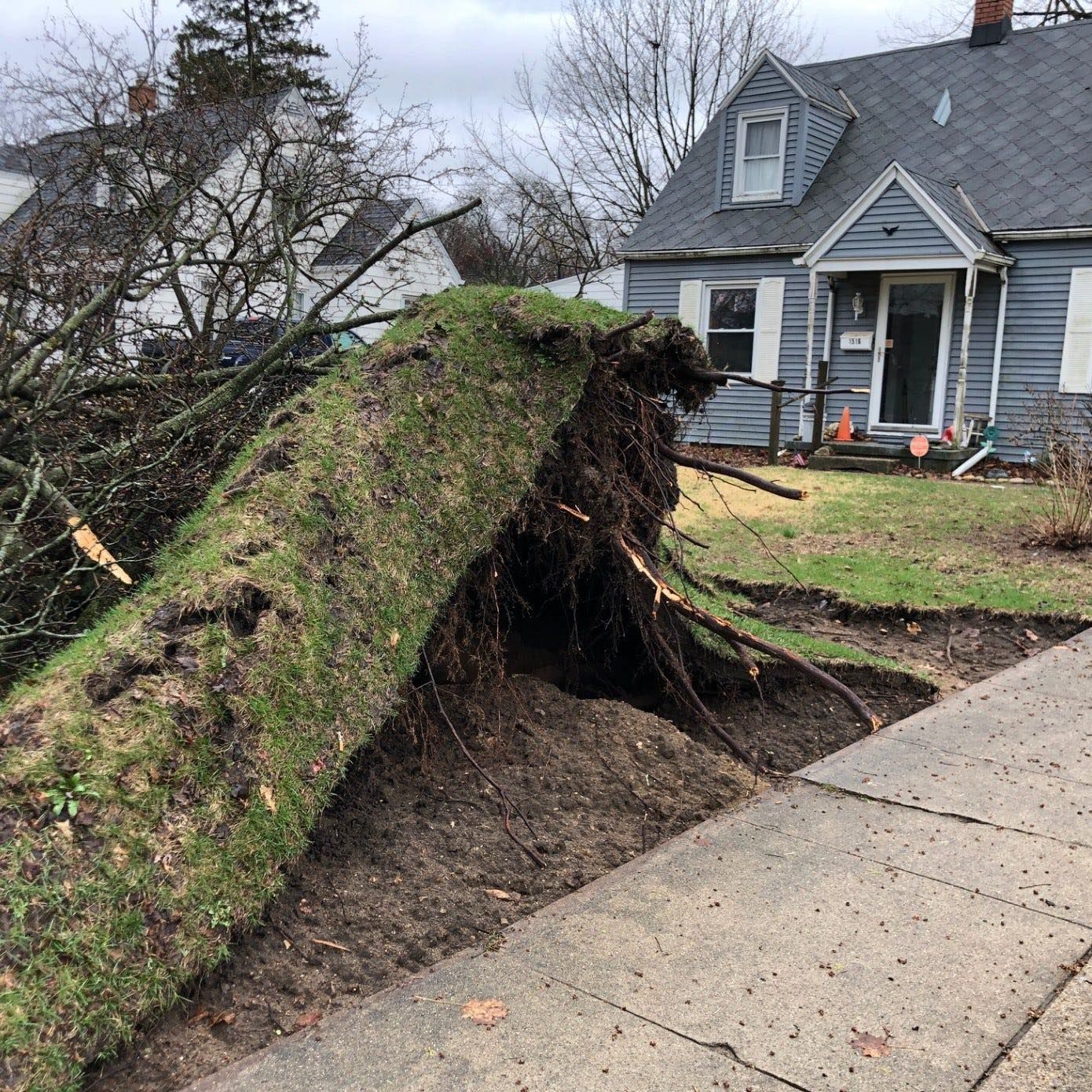 Uprooted tree fallen across a sidewalk in front of a gray house on a cloudy day