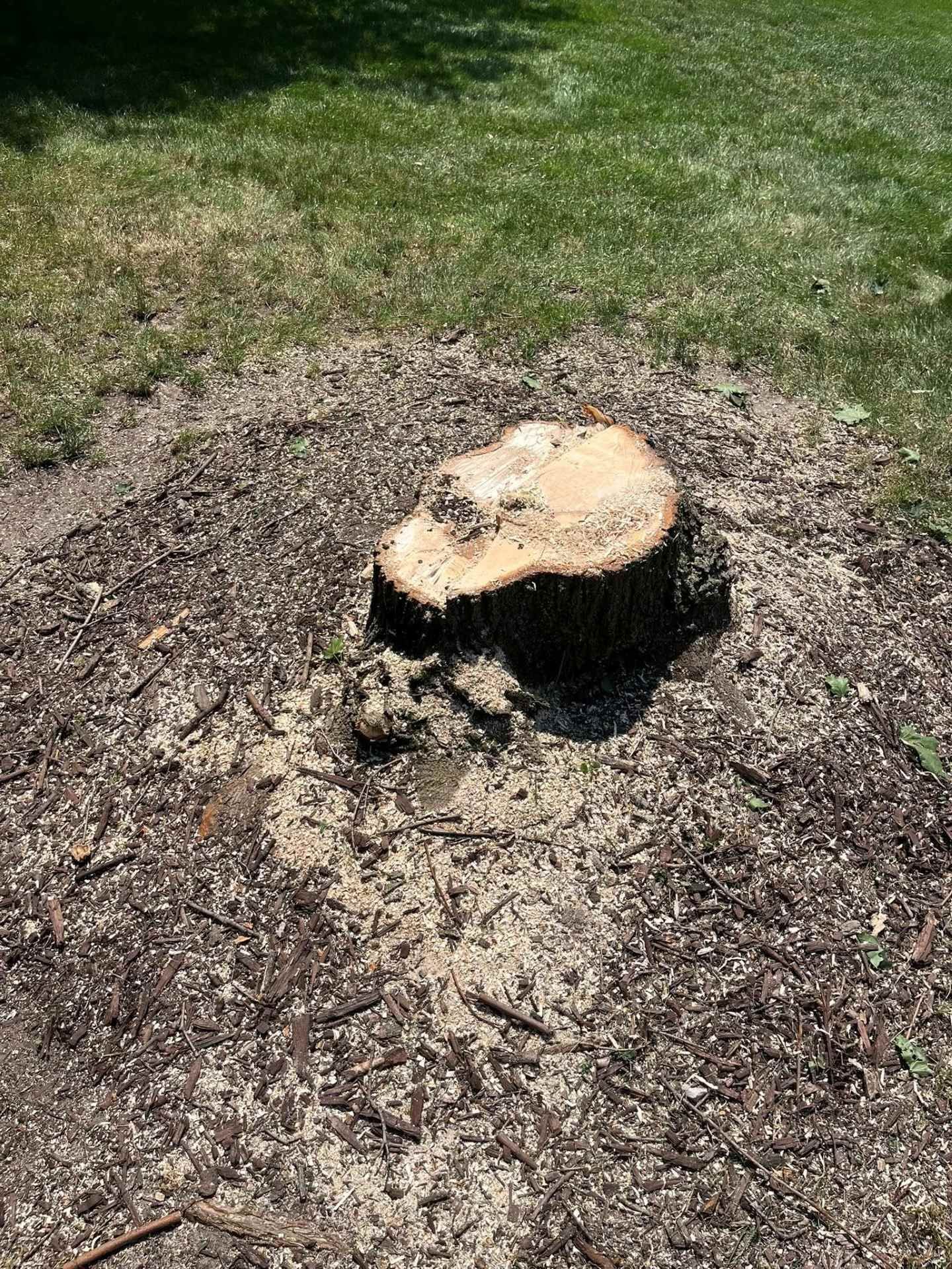 Tree stump in a grassy yard with a rough, pale cut top and dark bark base