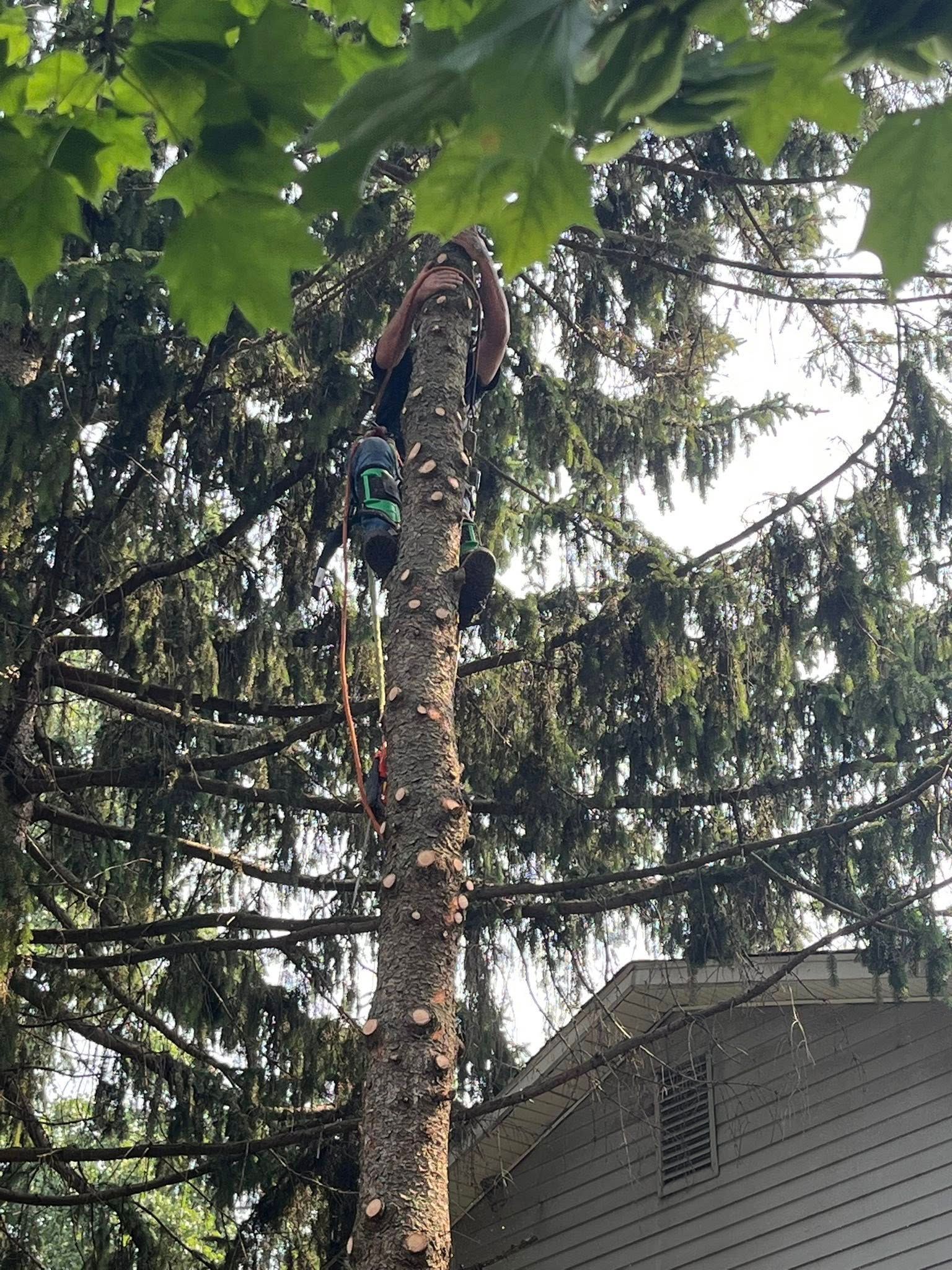 Person climbing a tree trunk in a leafy yard, with a house and tall evergreen in the background.