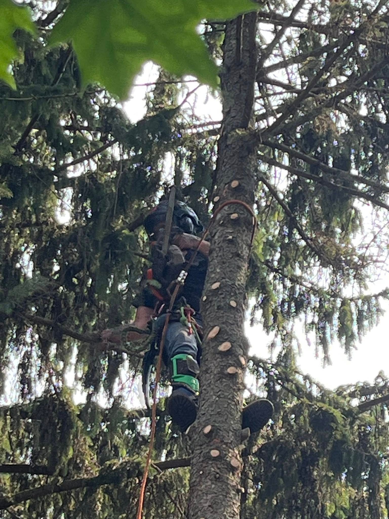 Person climbing a tall tree with ropes in a forest, surrounded by dense green branches.