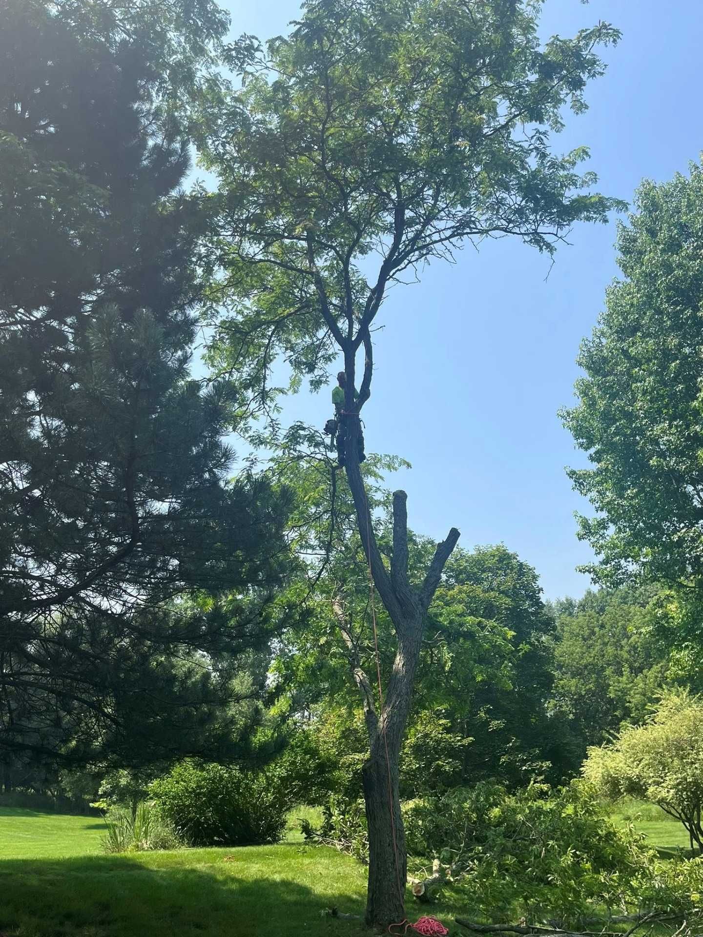 Tall tree in a sunlit green park under a blue sky, surrounded by dense foliage.