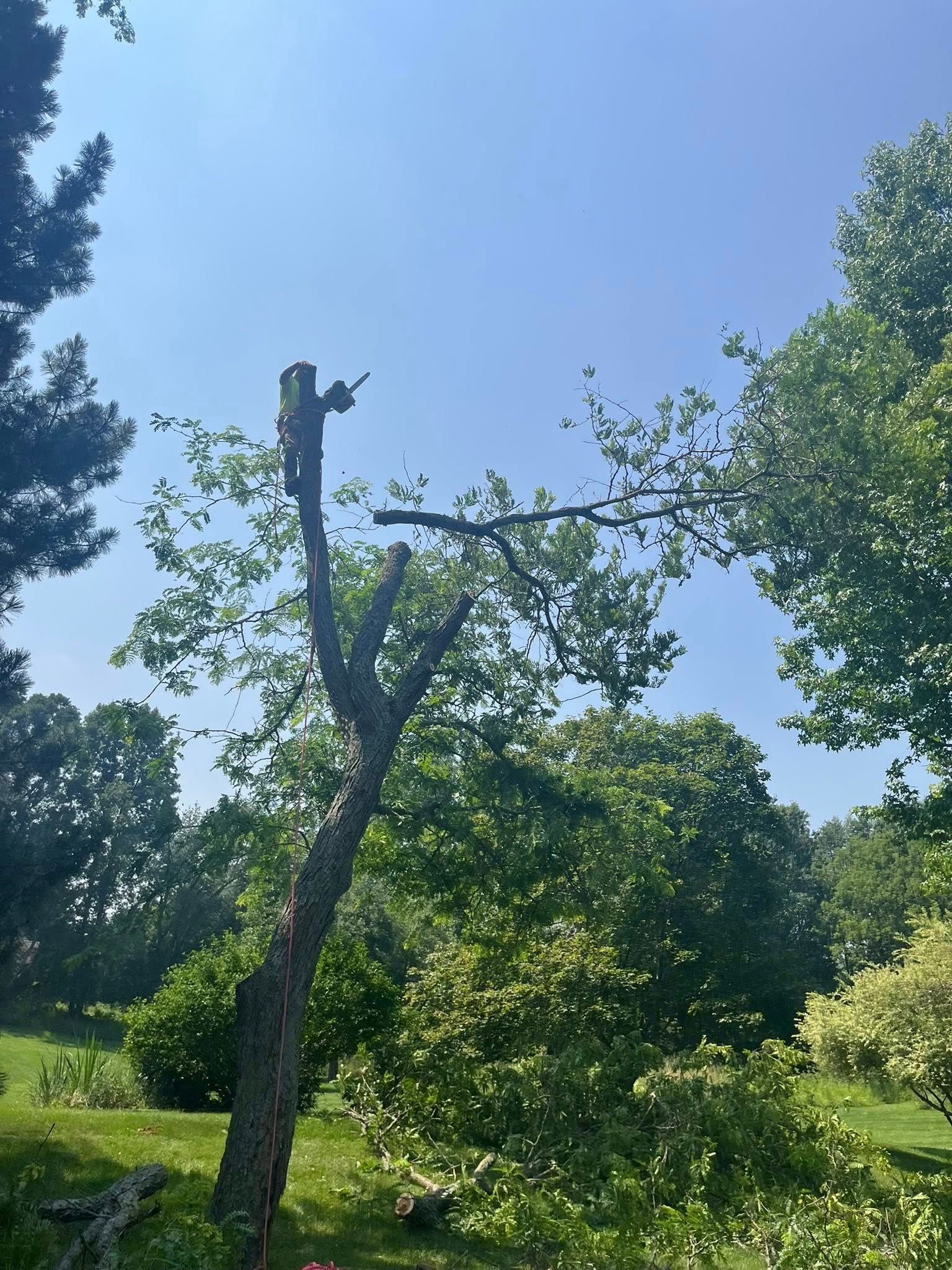 Tree stump with a cut branch in a sunny green field under a blue sky