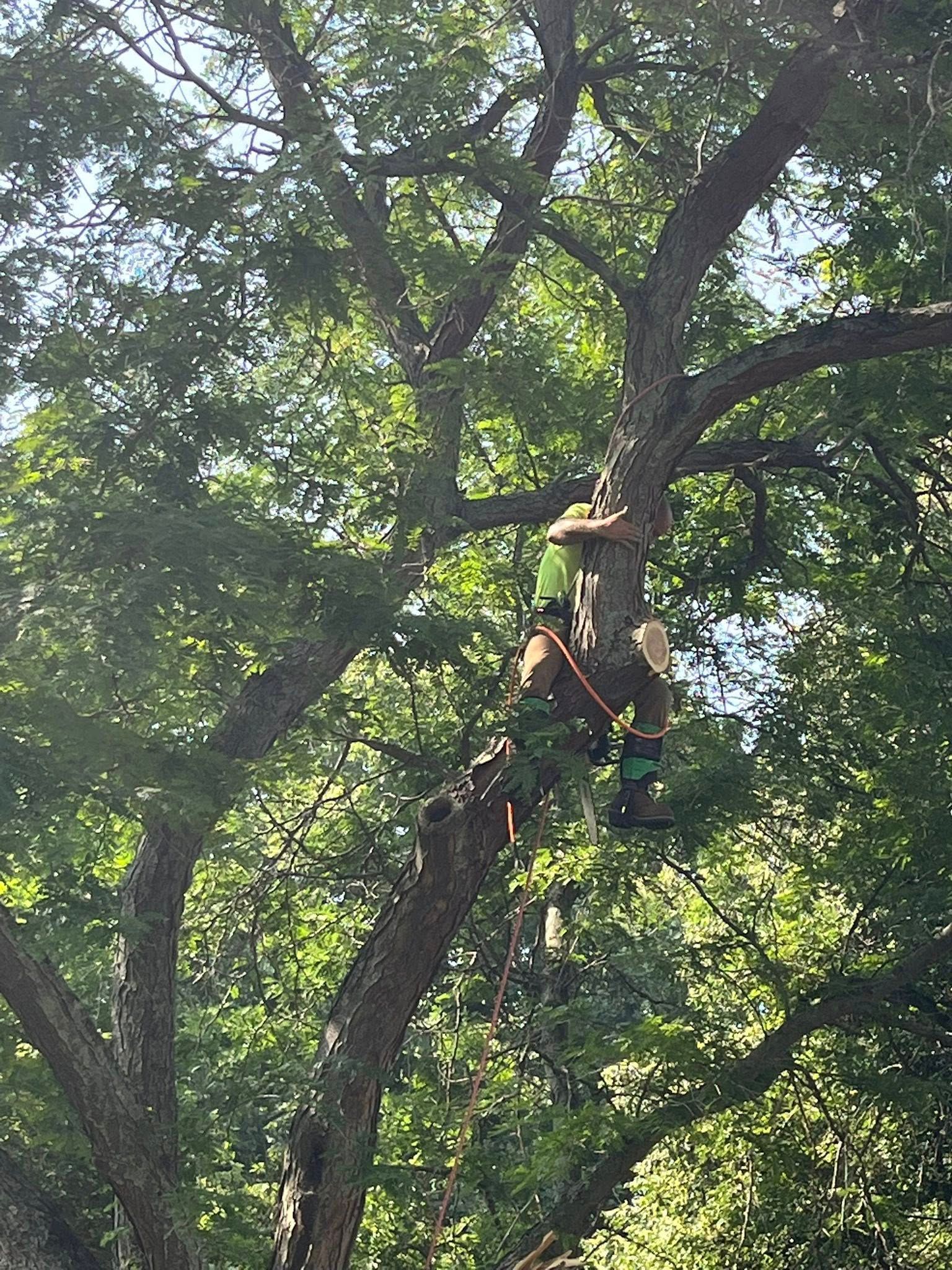 Person climbing a large tree amid dense green foliage, wearing a harness and safety gear