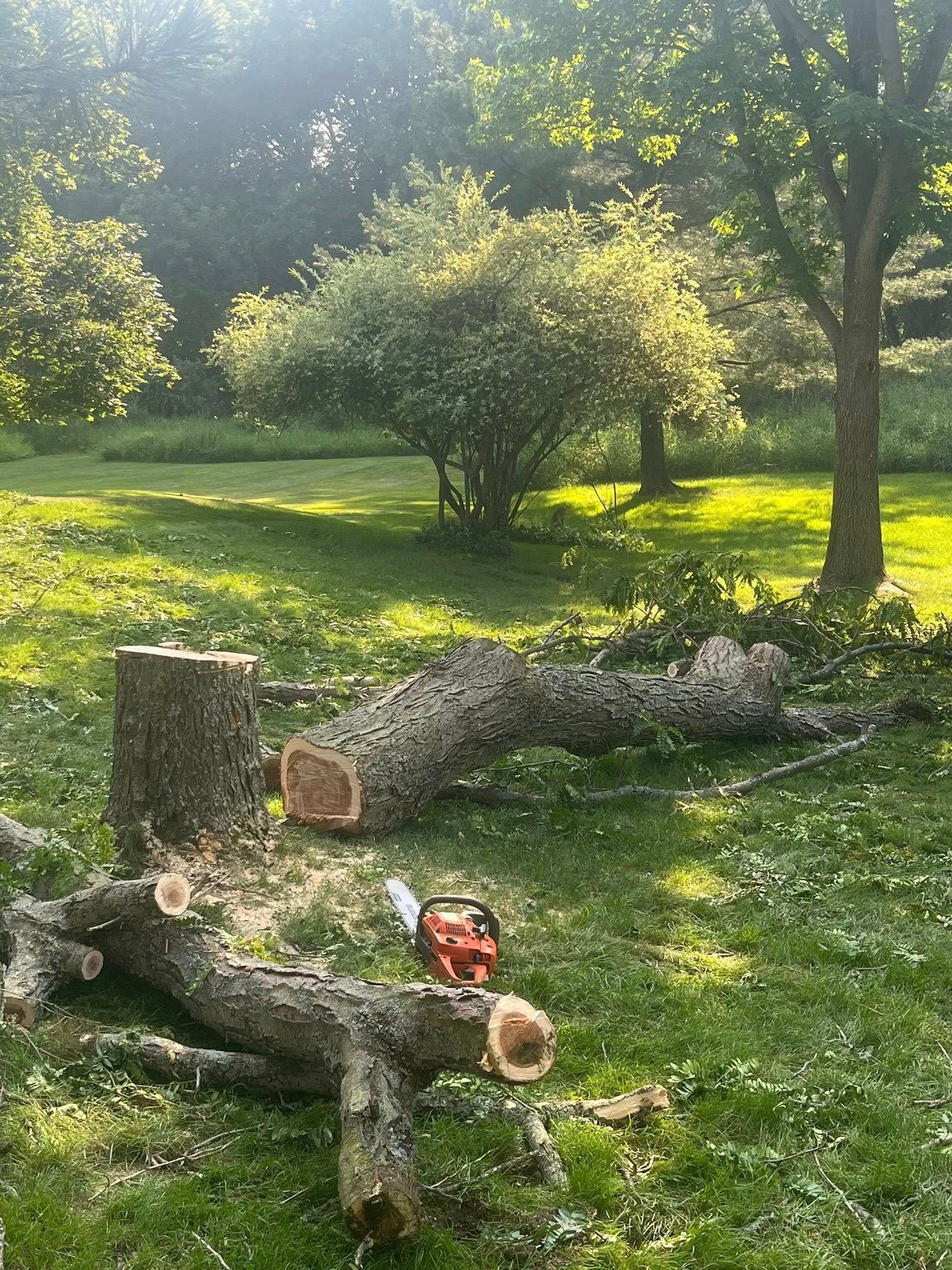 Cut logs in a sunny wooded yard, with sawdust and a red chainsaw on the ground.