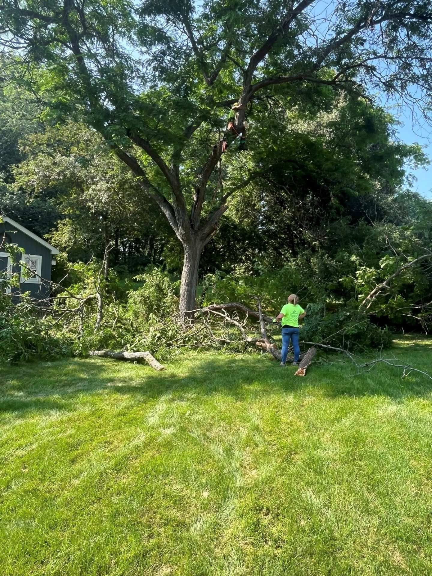 Person in a neon green shirt working in a sunny backyard with a large tree and cut branches